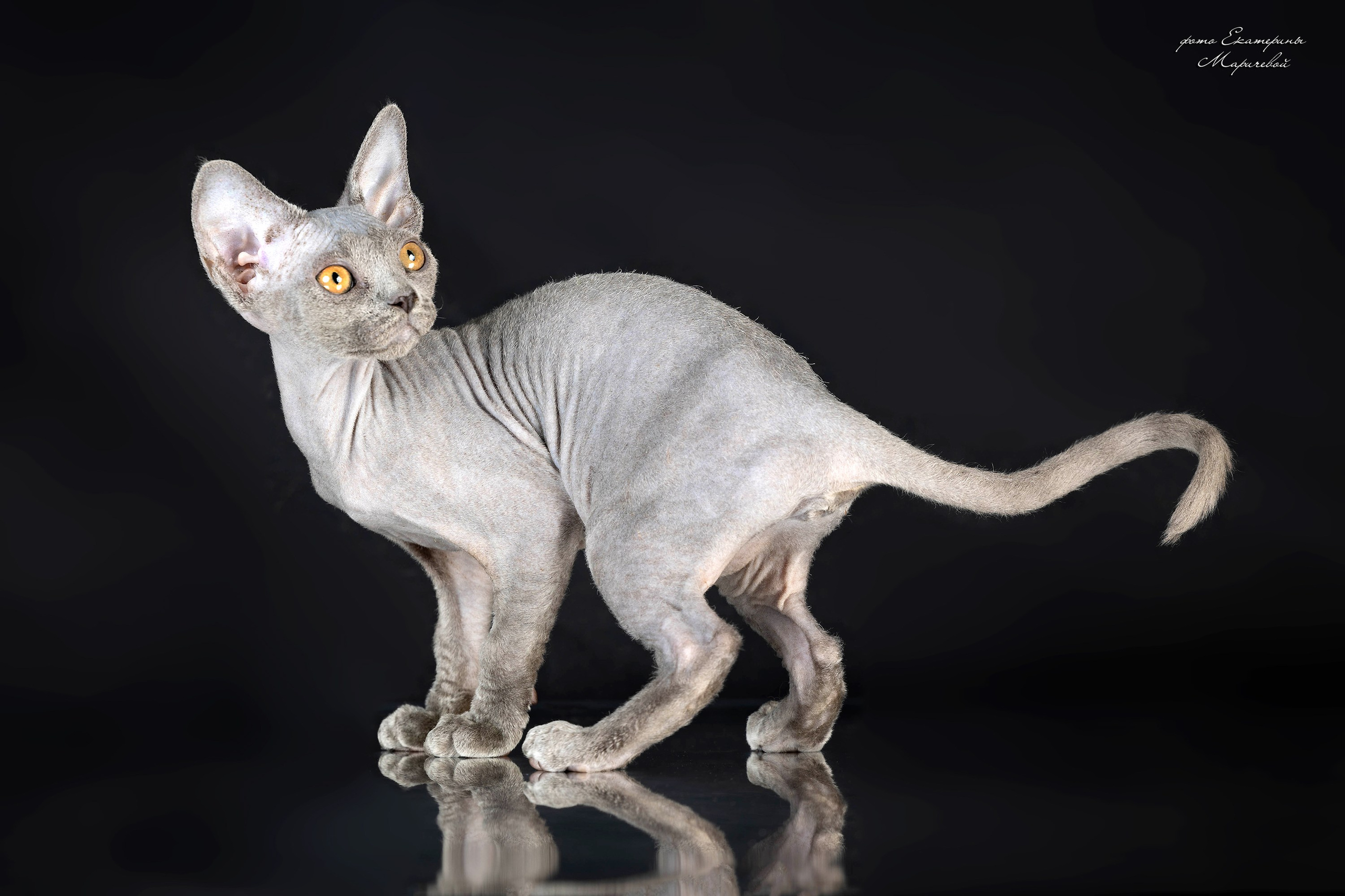 Фоны чёрный, белый, серый. Фотограф-анималист в Омске Екатерина Маричева