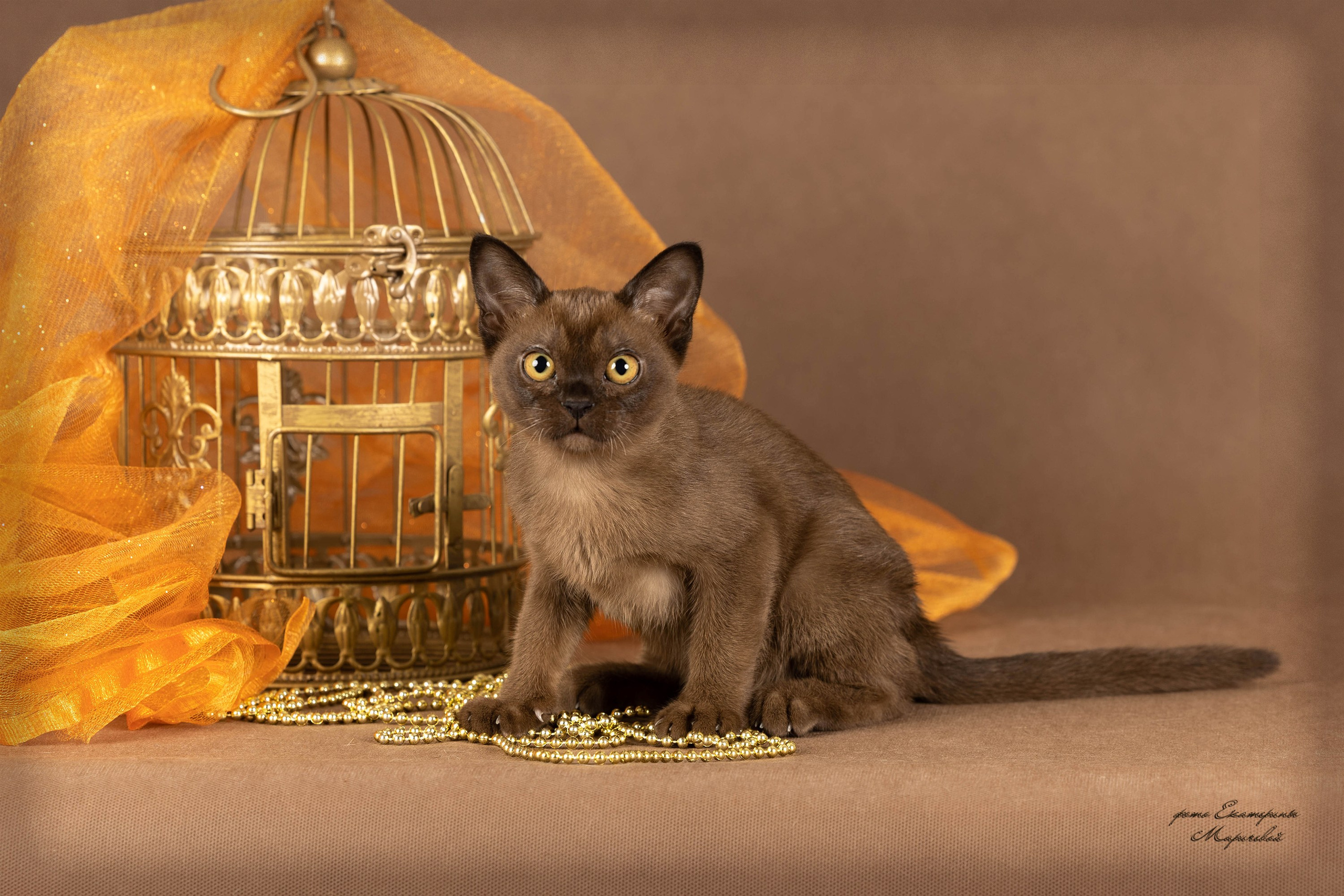 Галерея котят. Фотограф-анималист в Омске Екатерина Маричева