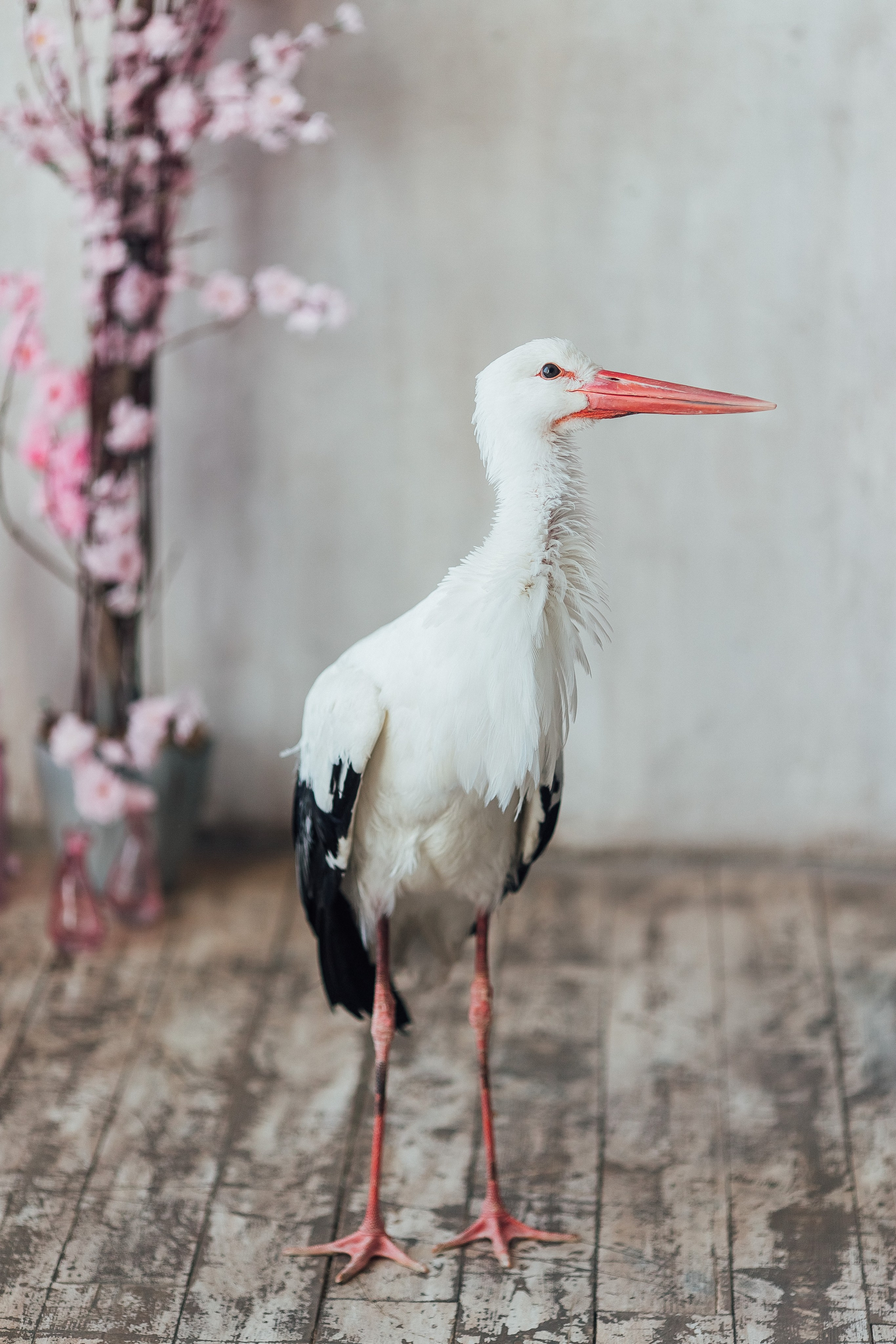 Весенняя студия. Свадебный и семейный фотограф Екатерина Бубнова