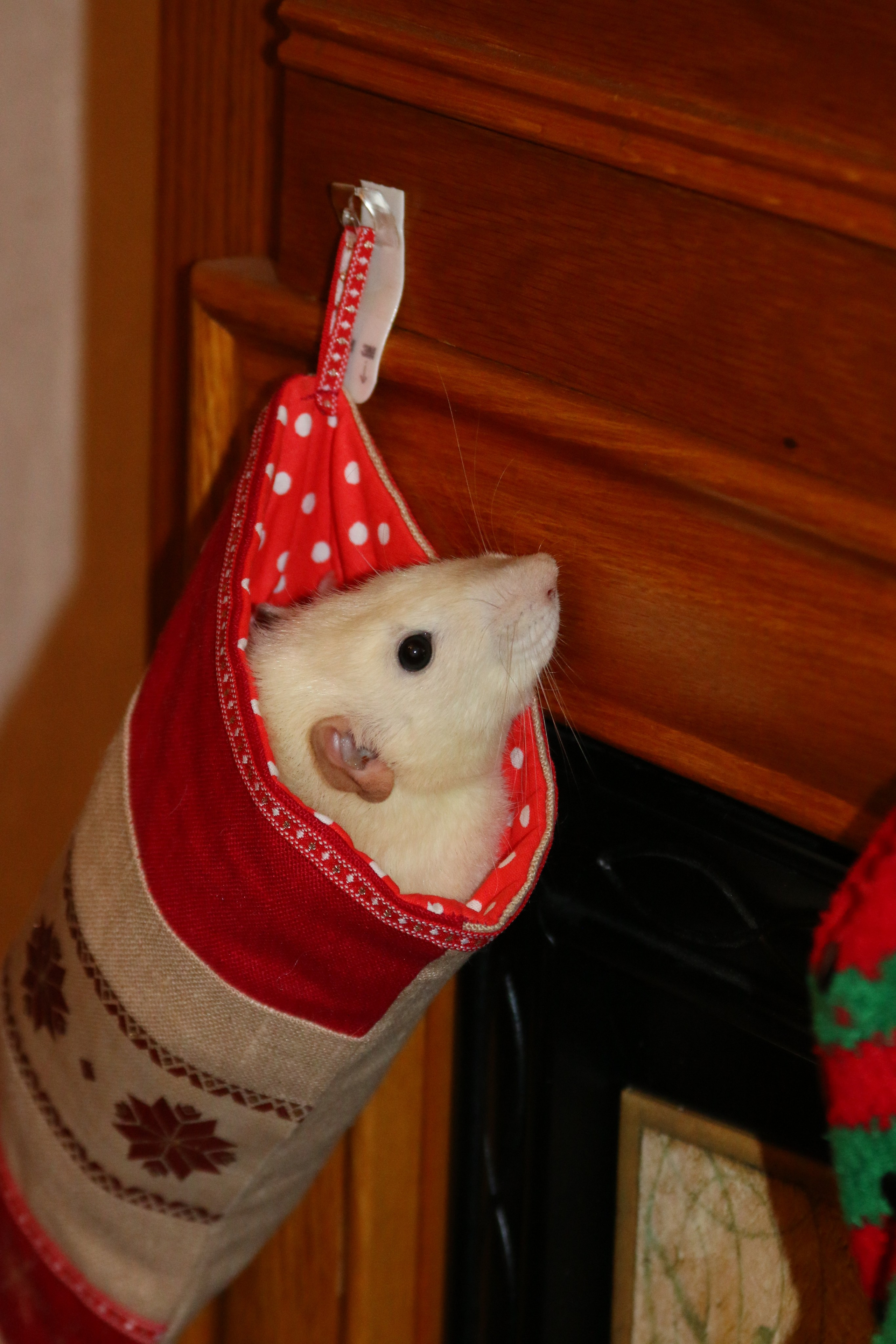 Съемка с питомцем