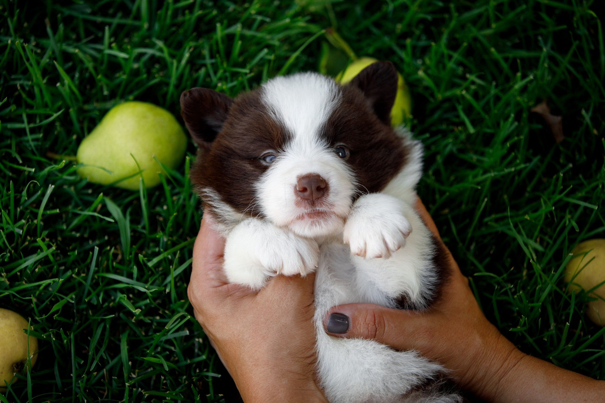 Смешарики. О нас