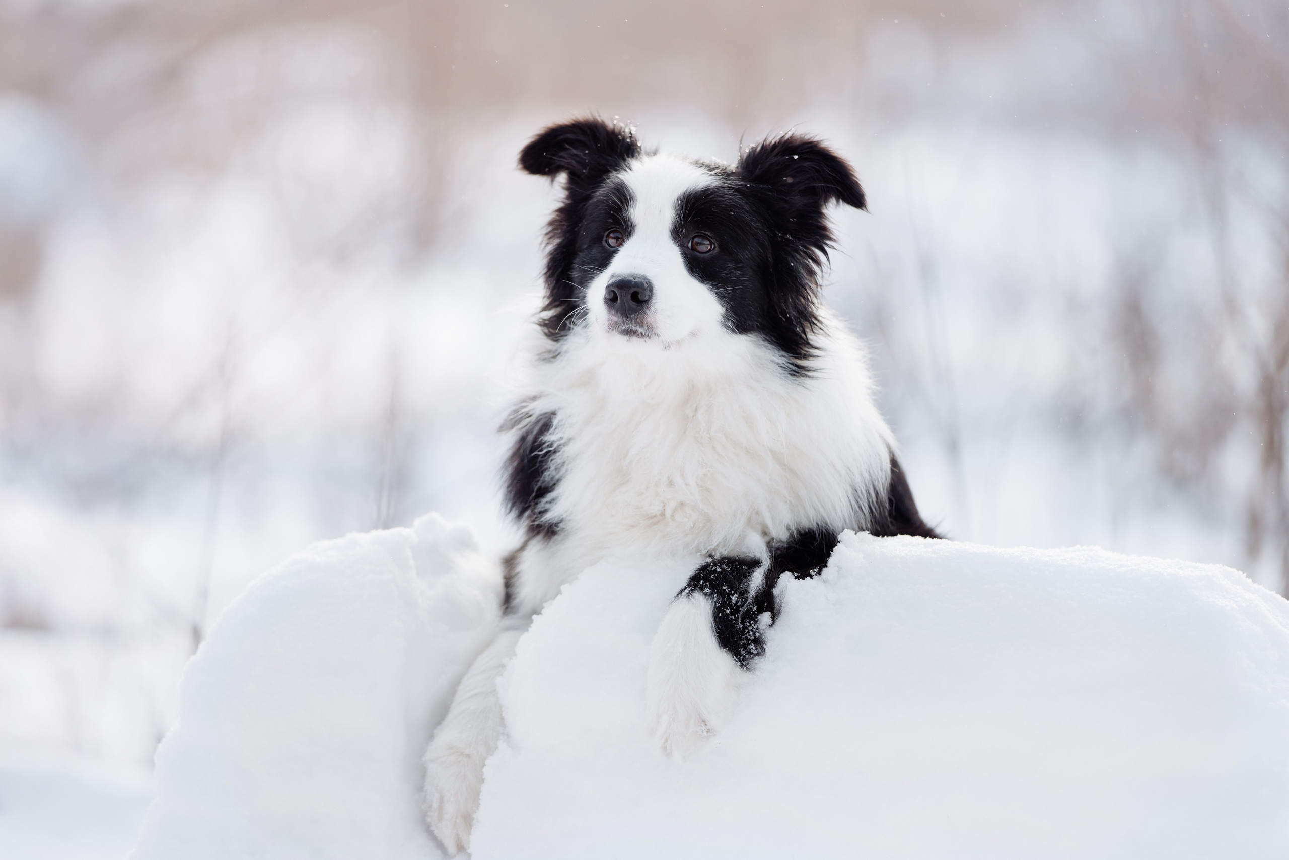 Яркий январь. О нас