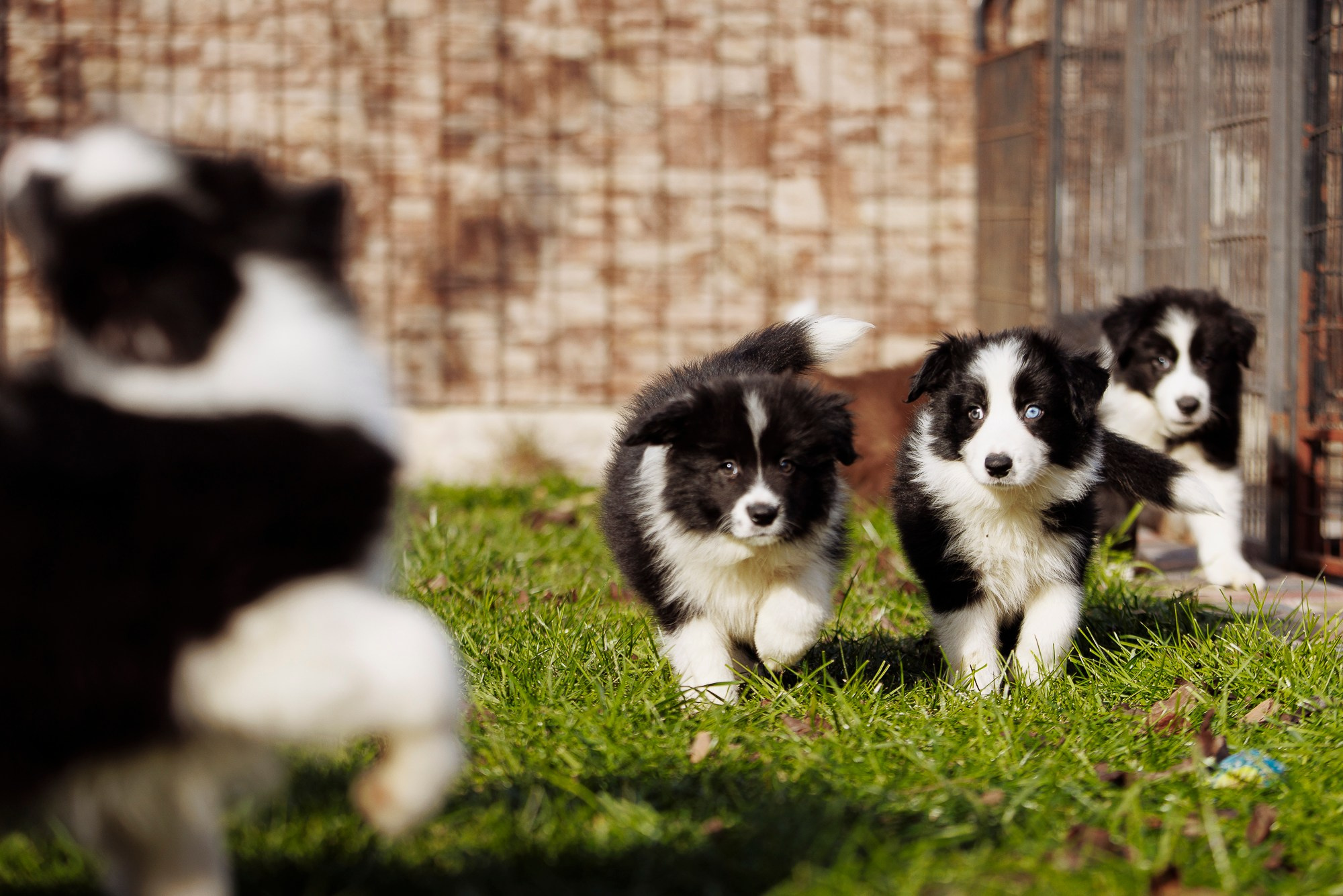 У дома с большой компанией от мала до велика. О нас