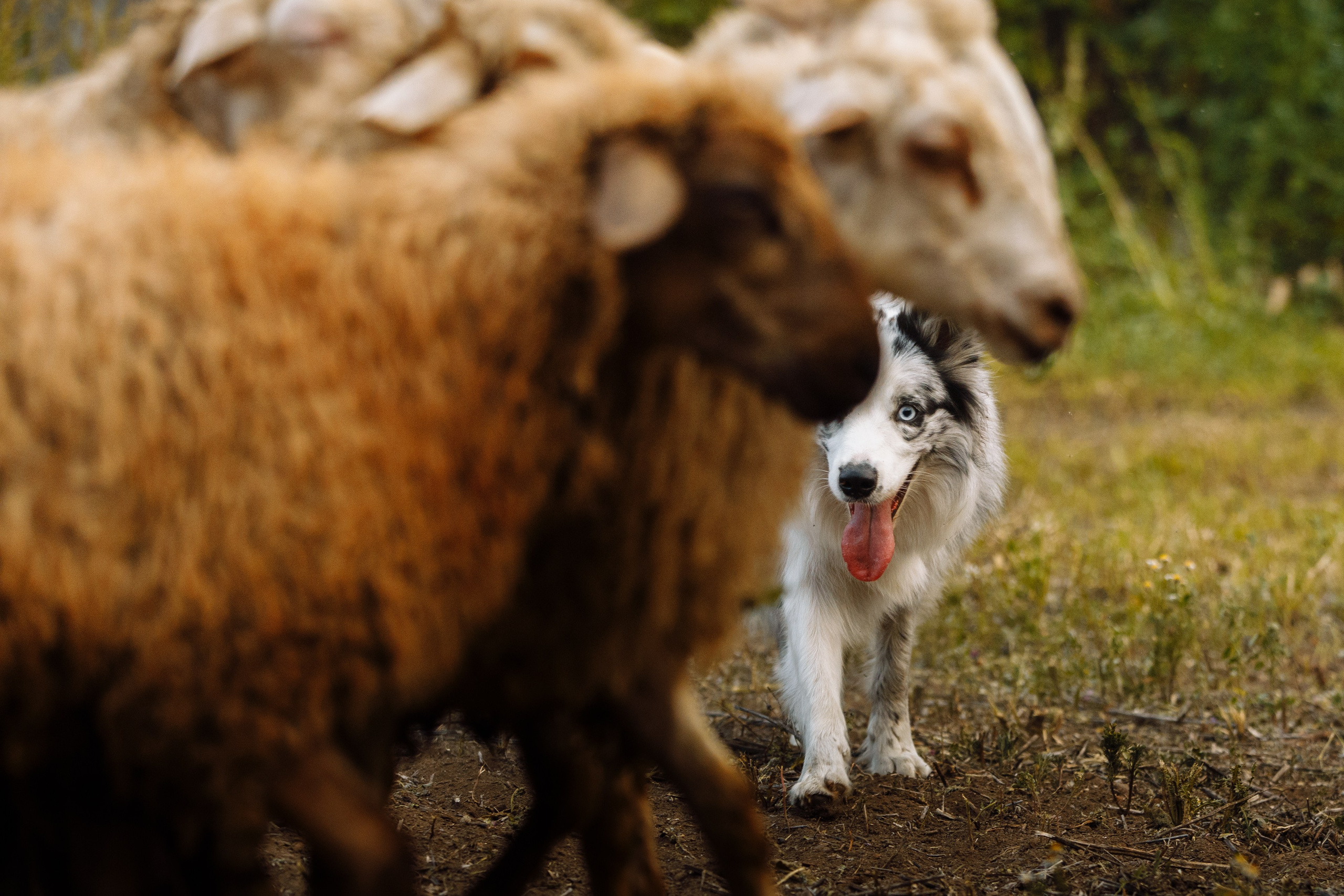 Овечий день. О нас