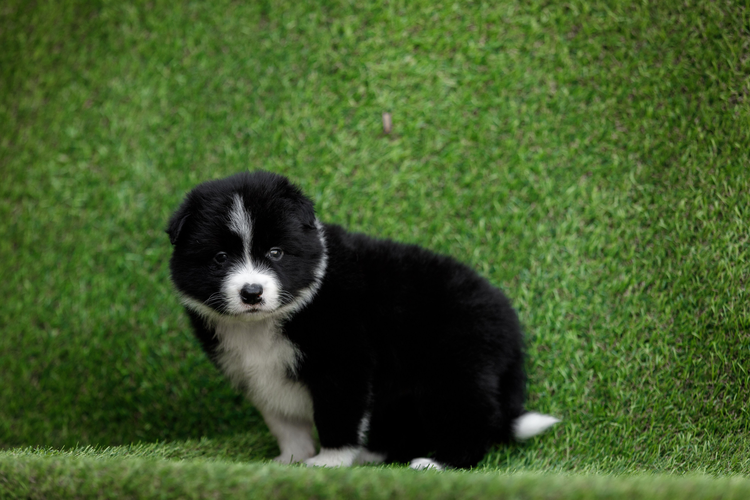 Смешарики. О нас