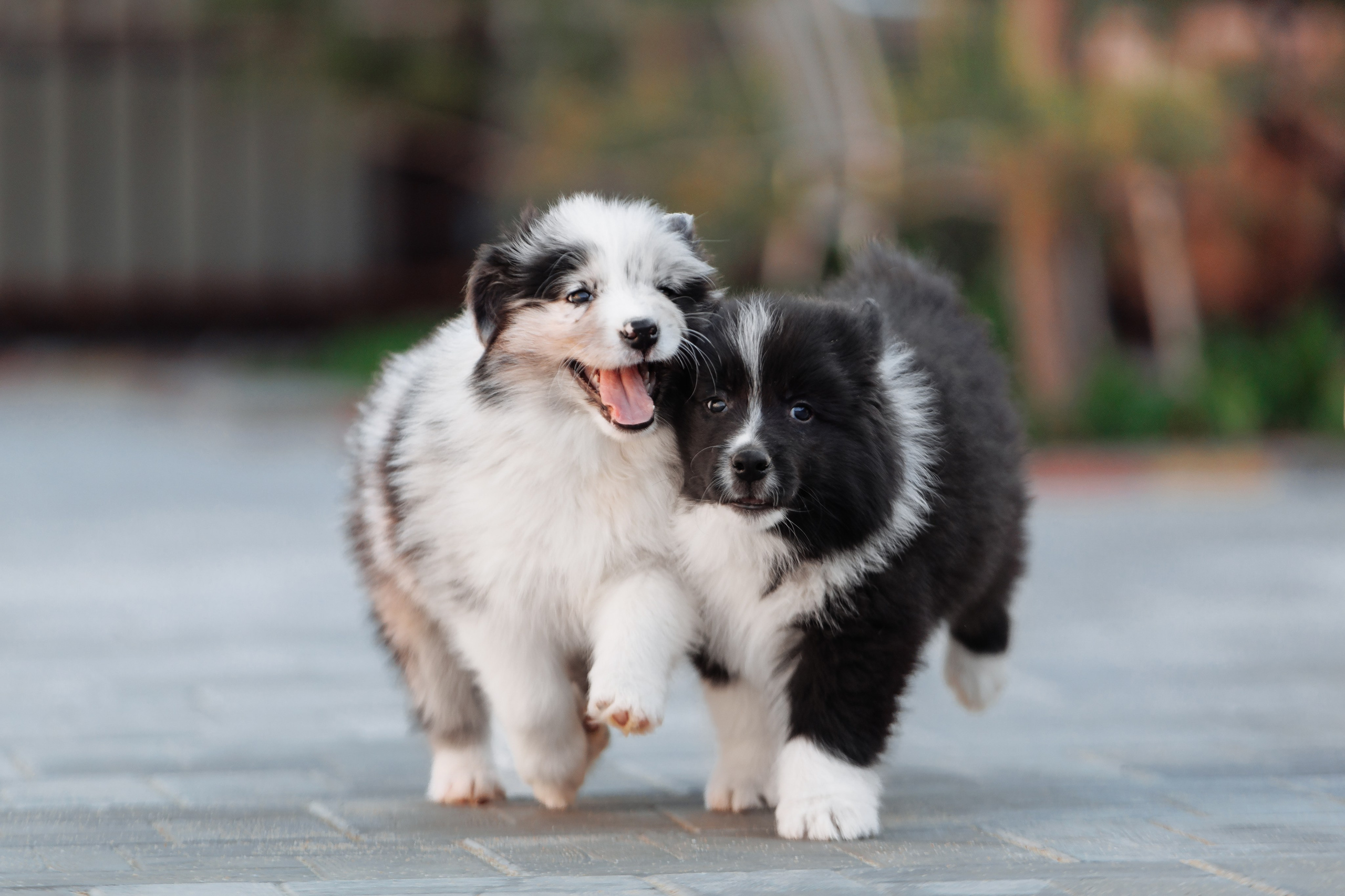 Пушистое. О нас