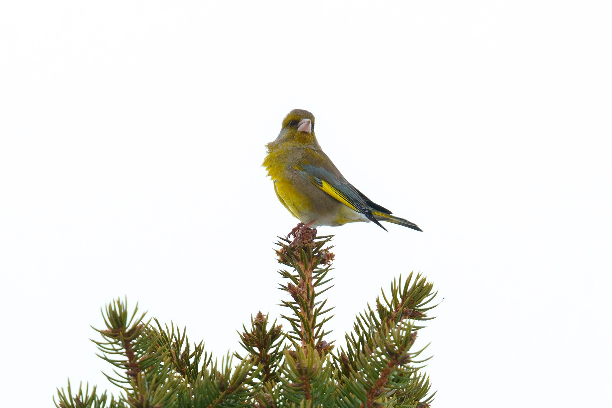 Удивительные мир птиц. Вокруг нас столько прекрасного — присмотритесь!. Ваш личный фотограф Марина Волкова