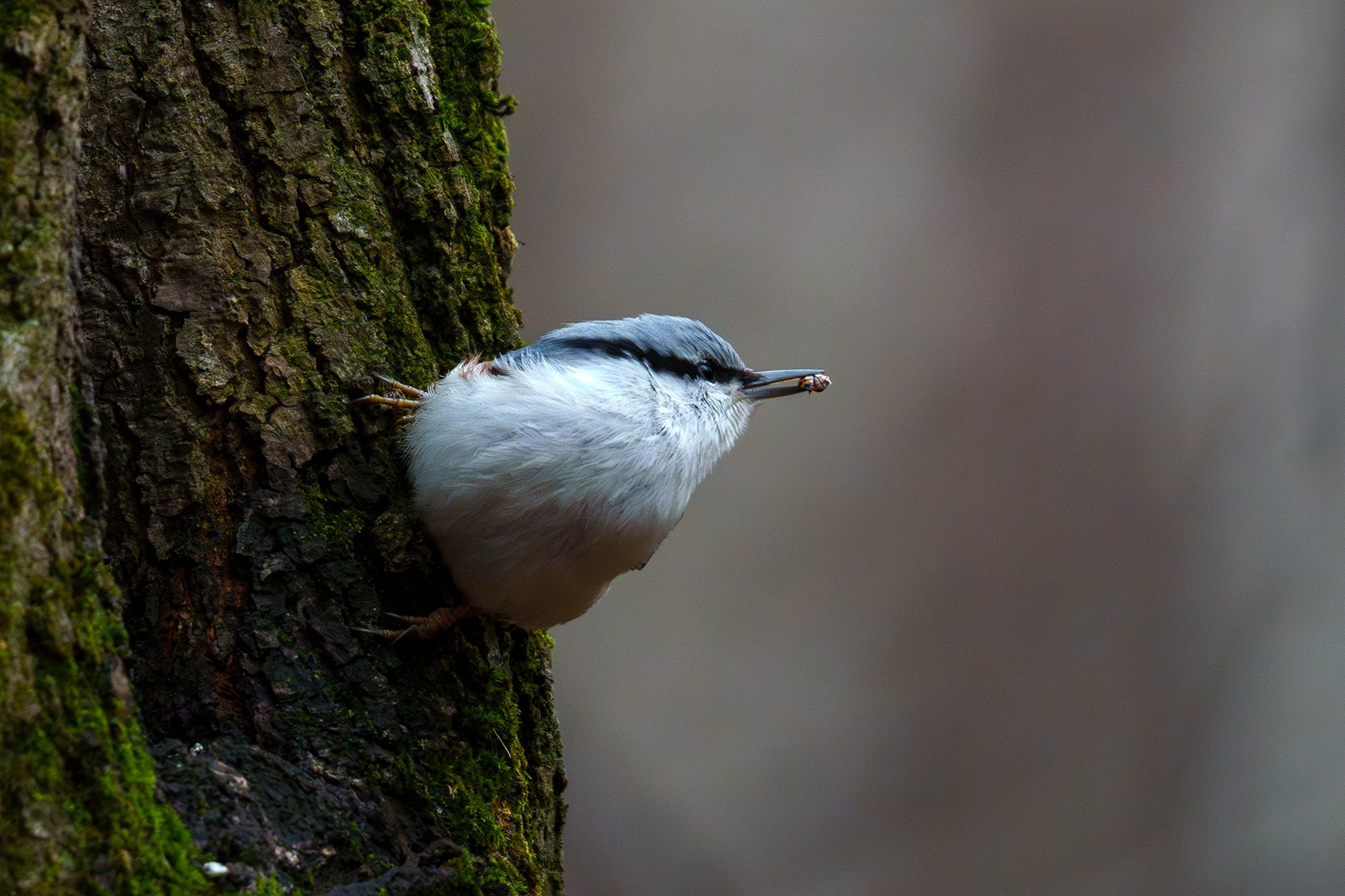 Удивительные мир птиц. Вокруг нас столько прекрасного — присмотритесь!. Ваш личный фотограф Марина Волкова