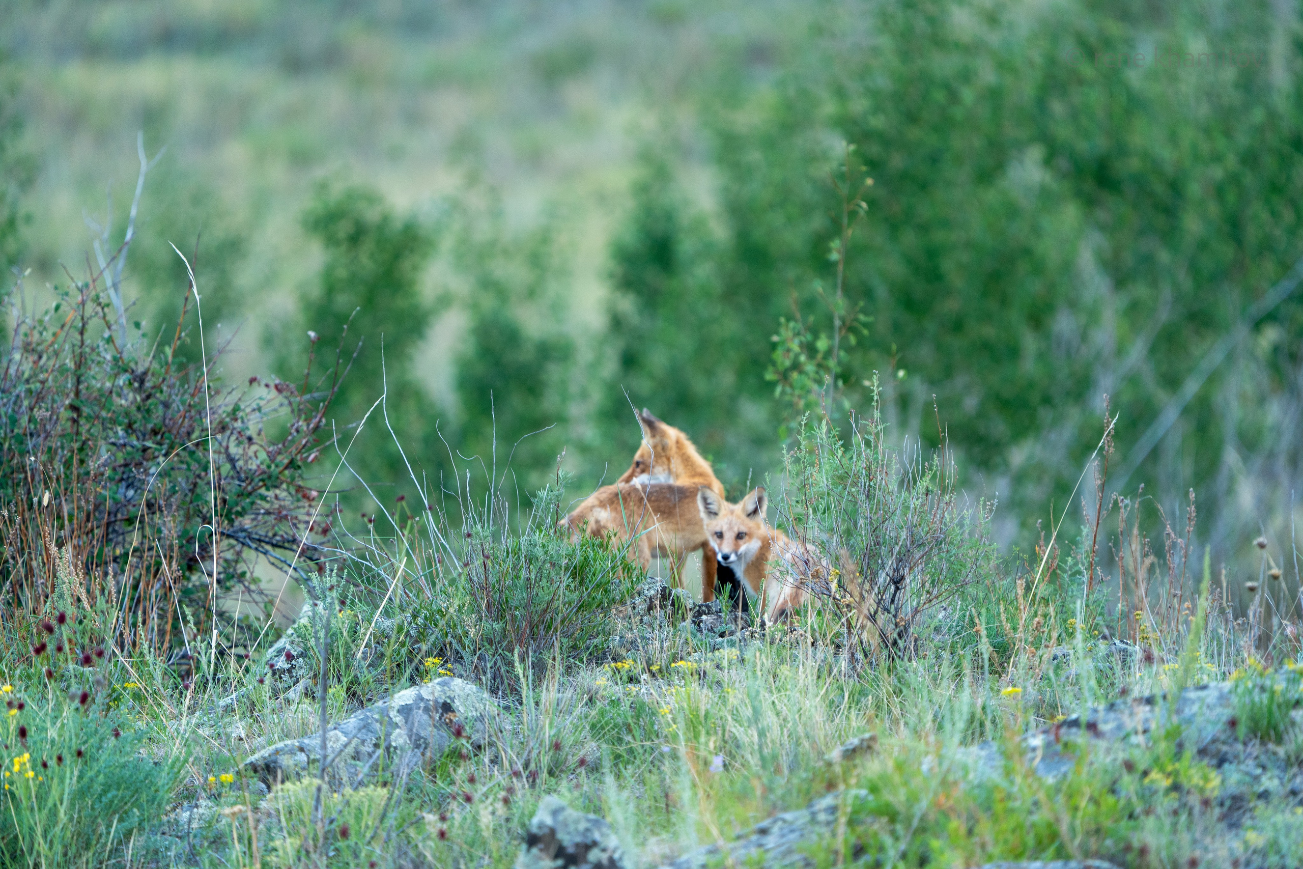 Olkhon Wild. Фотограф-любитель с Ольхона