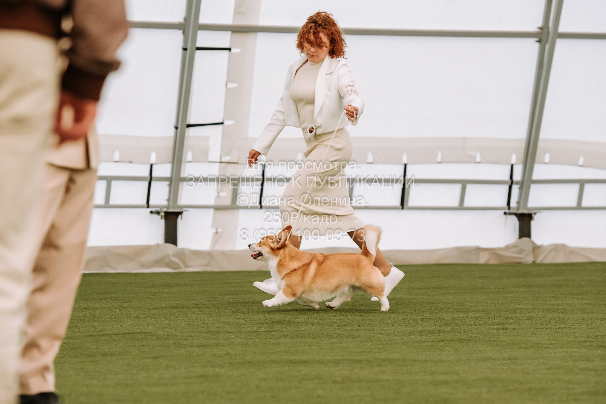 Выставка собак Красноярск 2.06. Фотограф Диана Оленина Красноярск / Братск