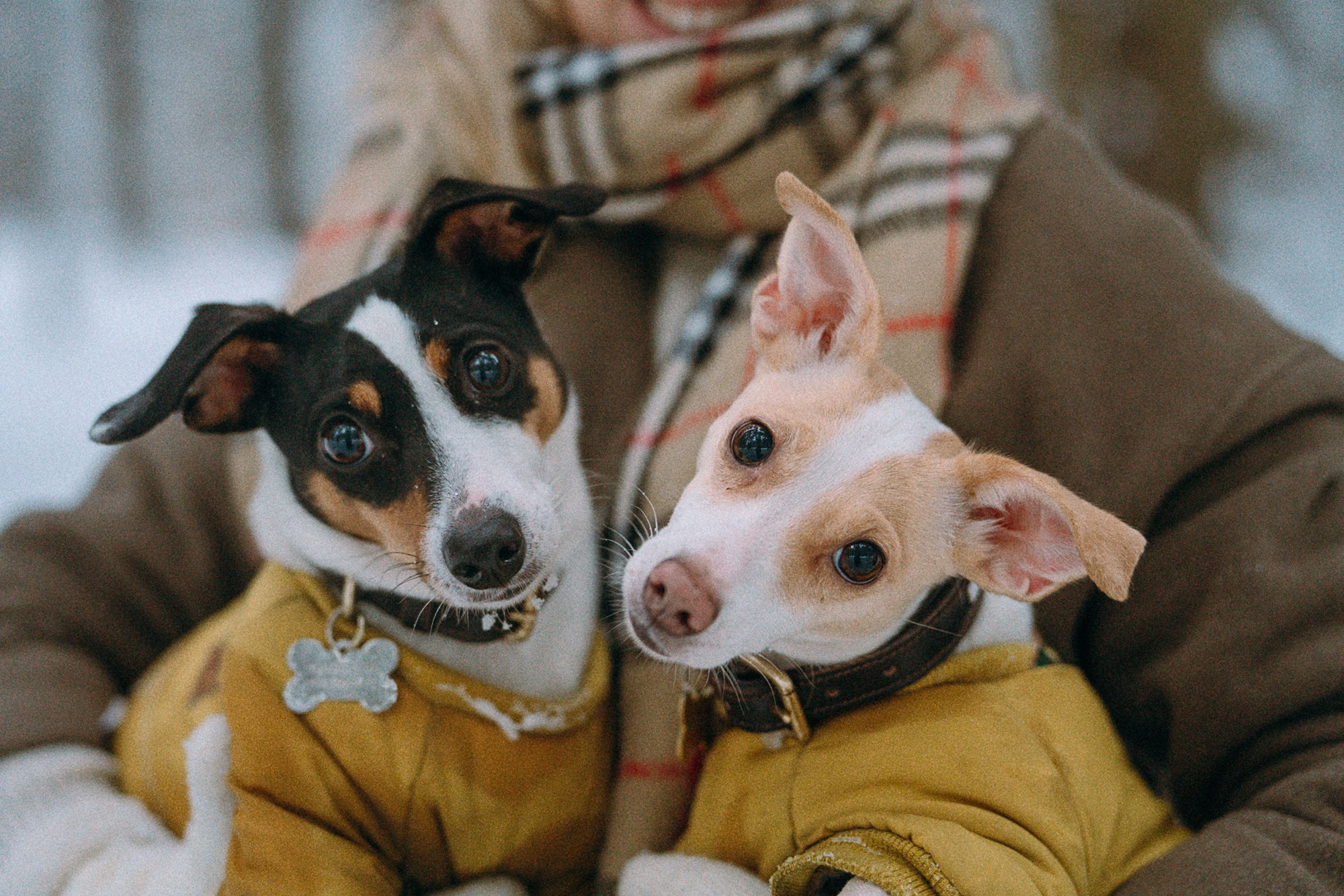 Алина, Ваниль и Элис. Фотограф анималист в Москве и Санкт-Петербурге Свиридова Анна