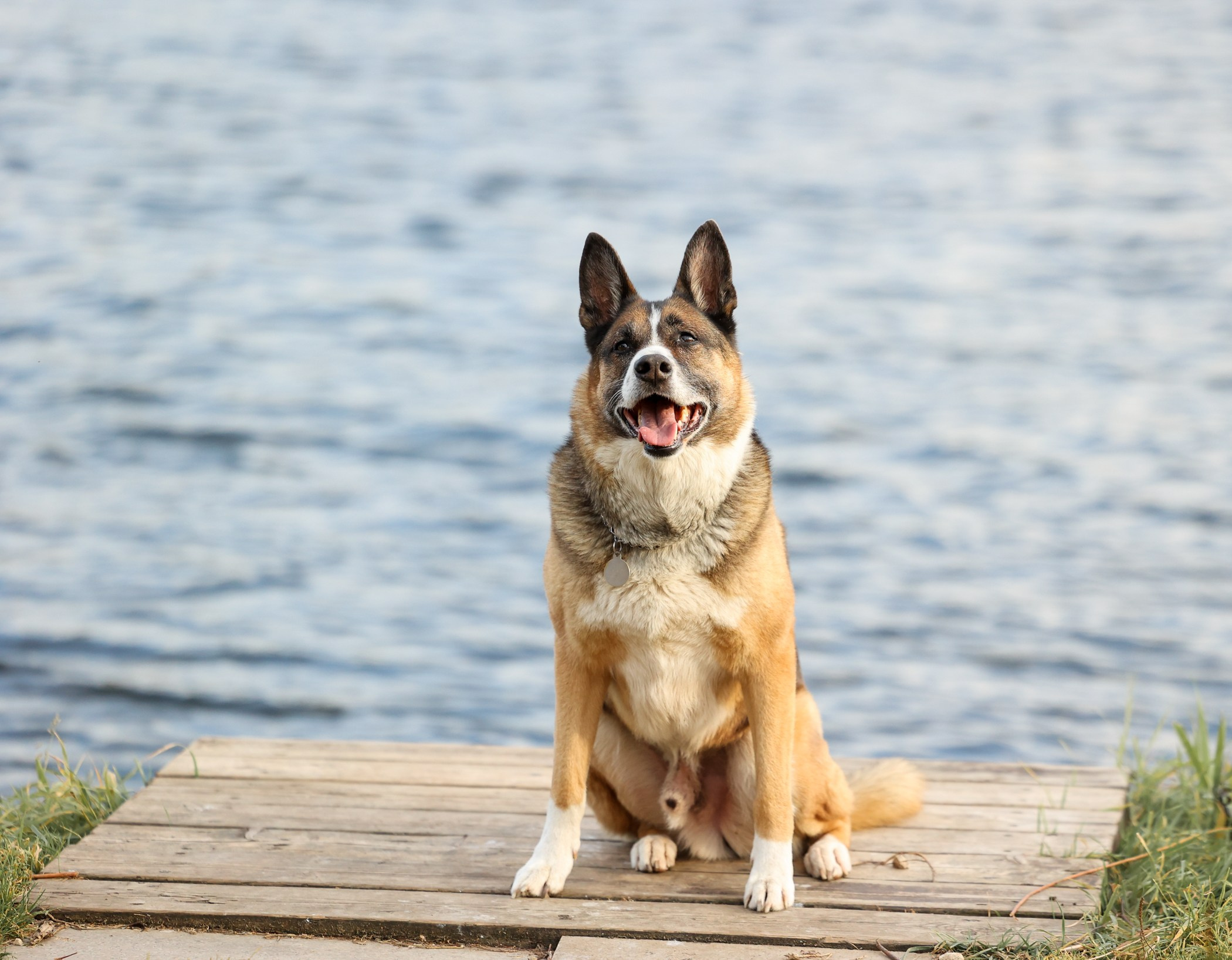 Прогулка на природе. Фотограф-анималист Полина Колкова | Москва