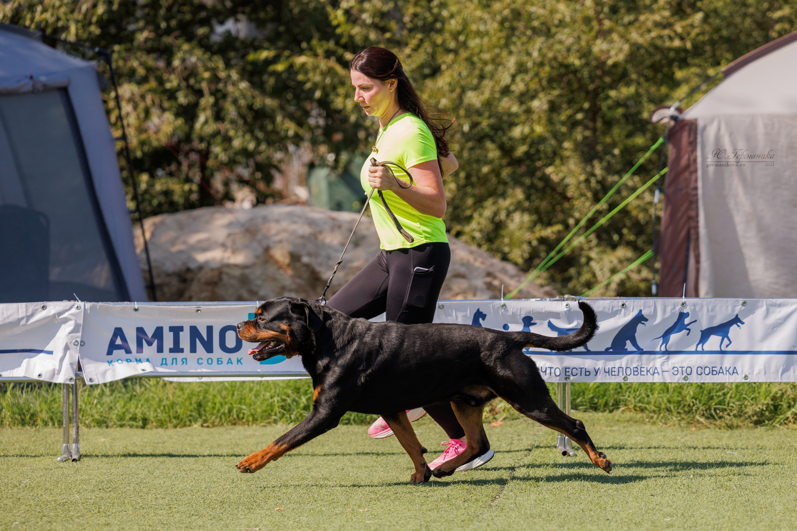 Анапа ротвейлеры 14-15.09.2024. Фотограф-анималист Юлия Германика