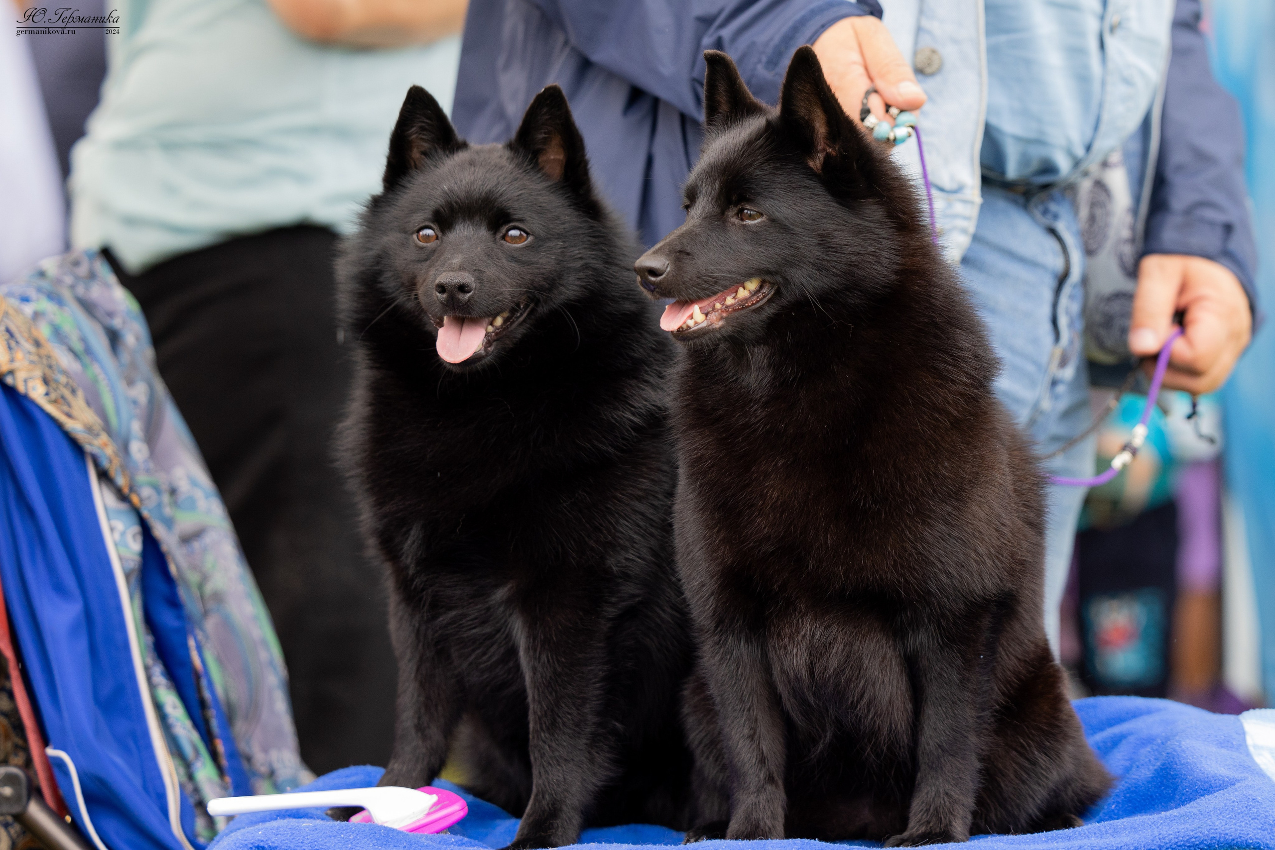Ярославль 21.07.24 и Балашиха 13.07.24. Фотограф-анималист Юлия Германика