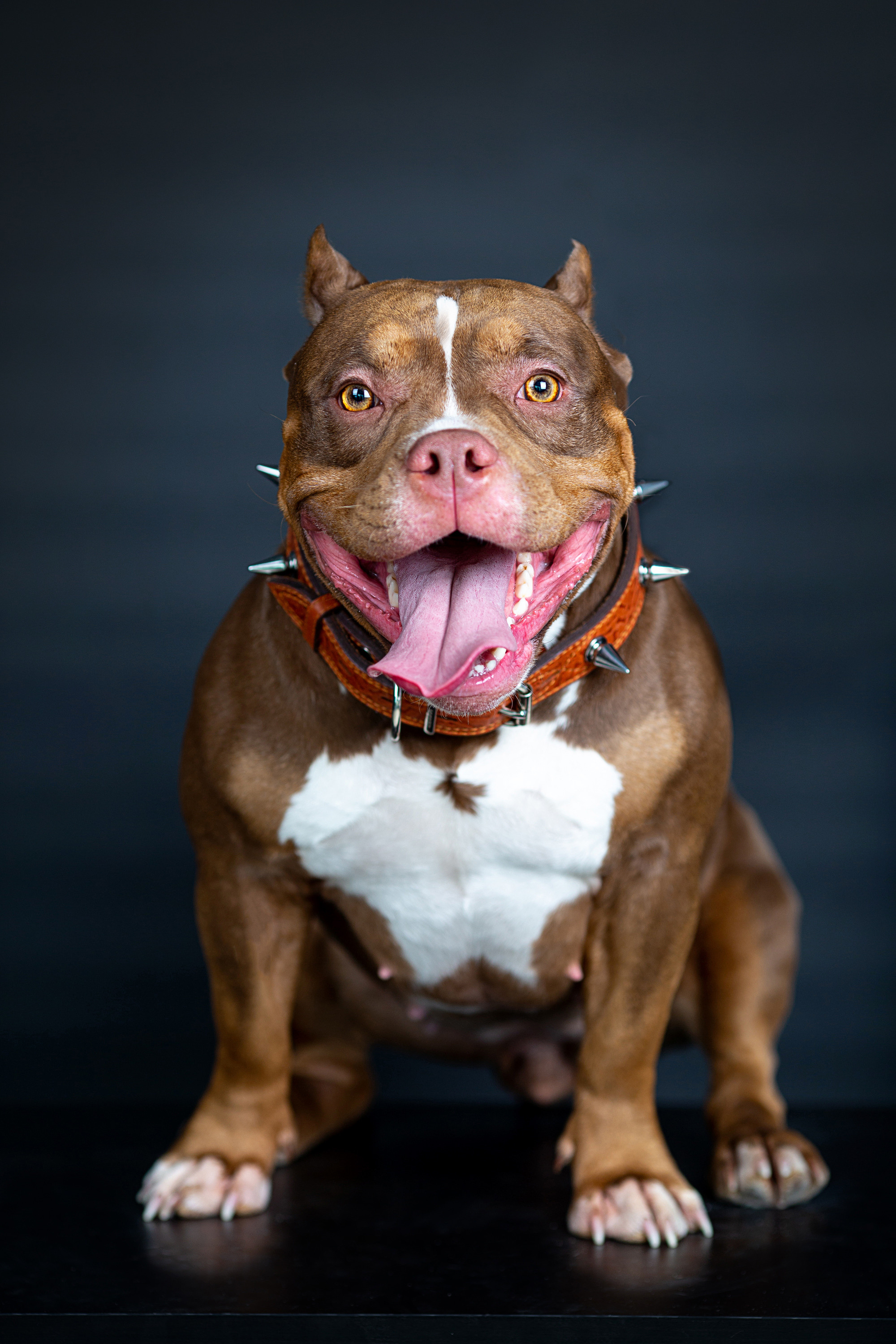 Животные. Семейный, свадебный и детский фотограф в г. Калуге Алисова Александра
