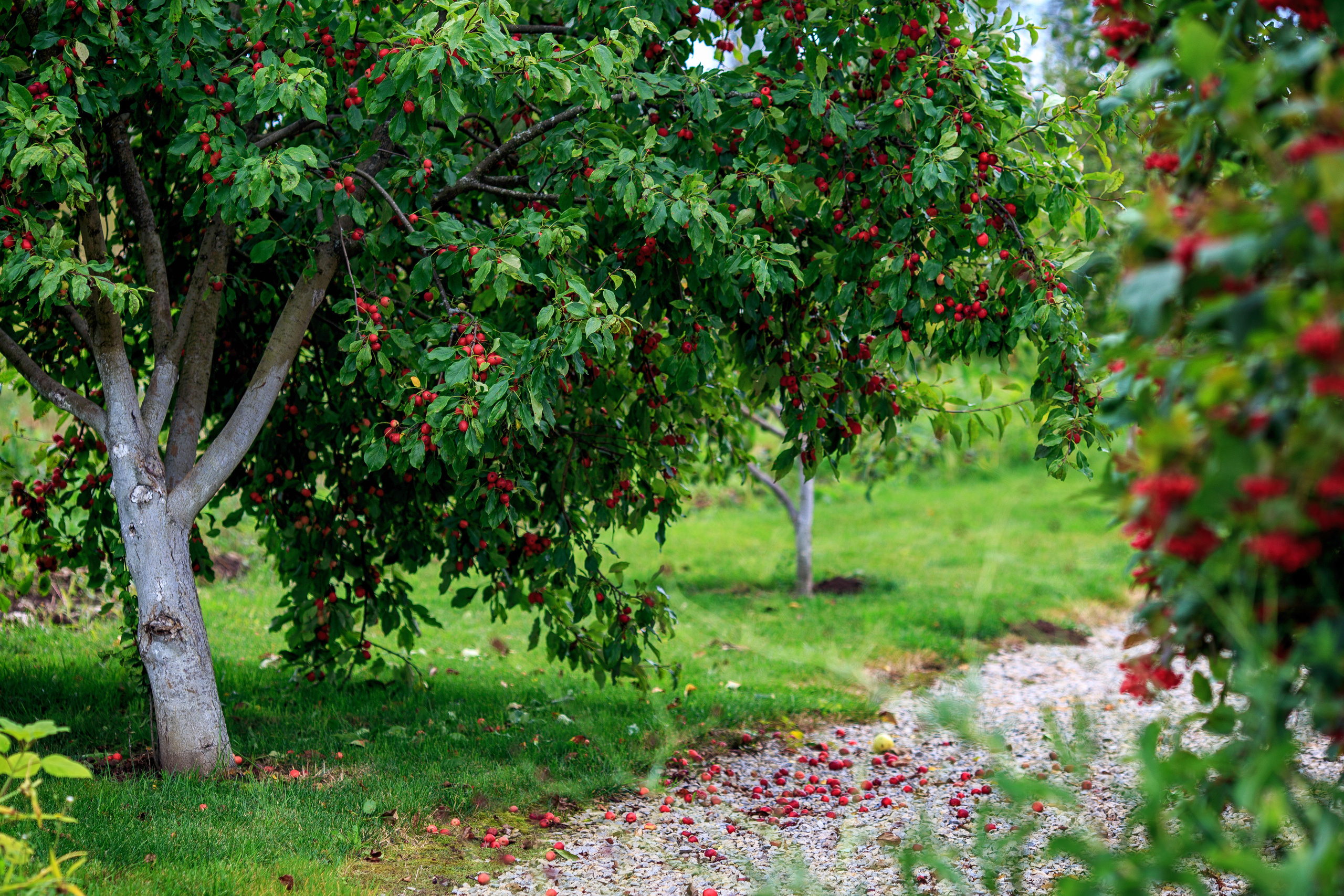Услуги. Семейный, свадебный и детский фотограф в г. Калуге Алисова Александра