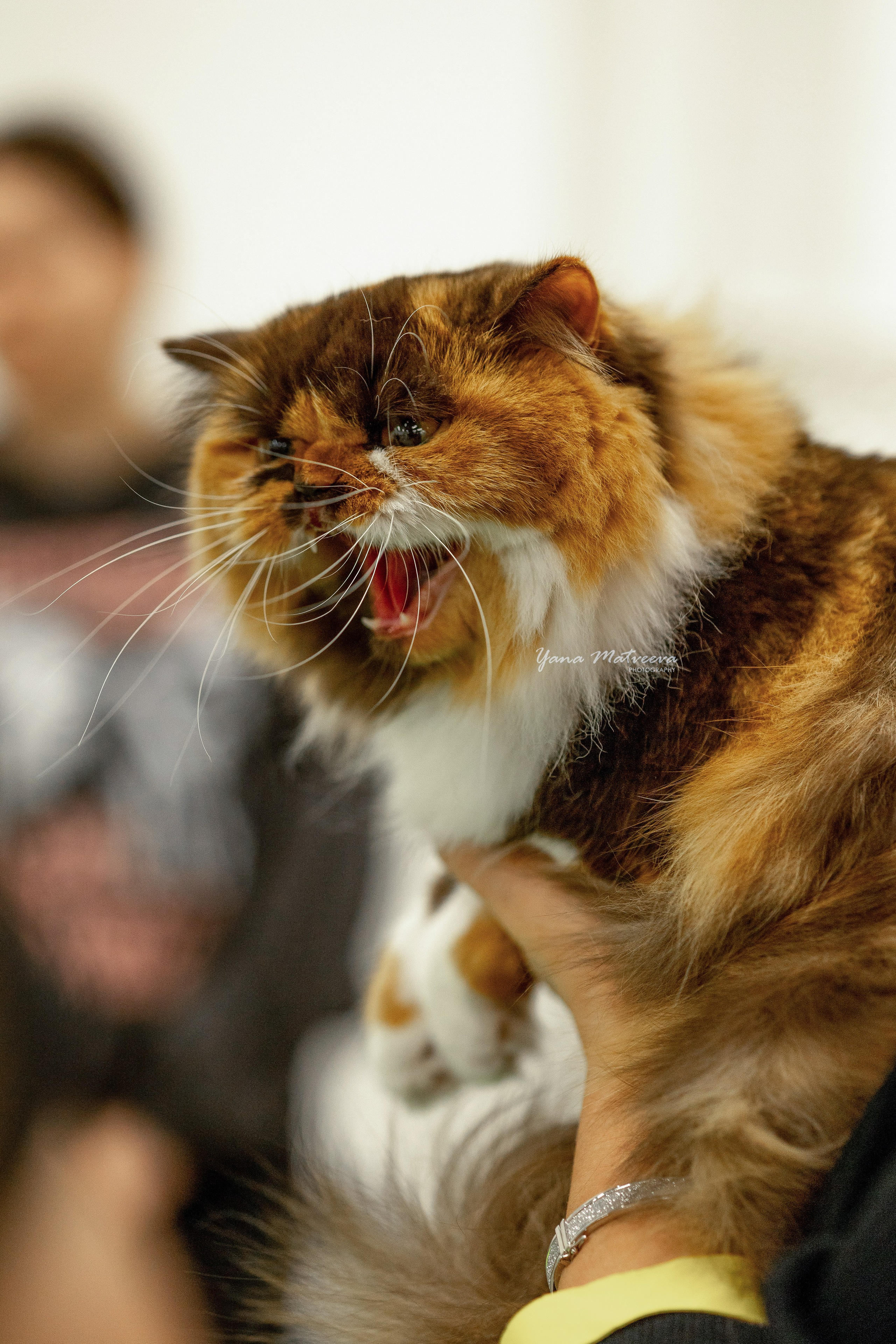 Кошки. Фотограф Яна Матвеева в Ижевске