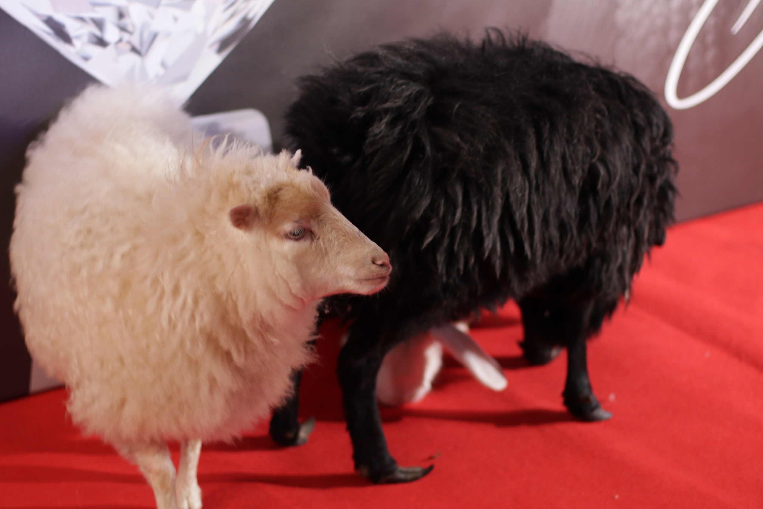 Светская премия «Лидеры эпохи» 2025, Барвиха. Jane Kudryavtseva | MODEL PHOTO & PORTRAIT