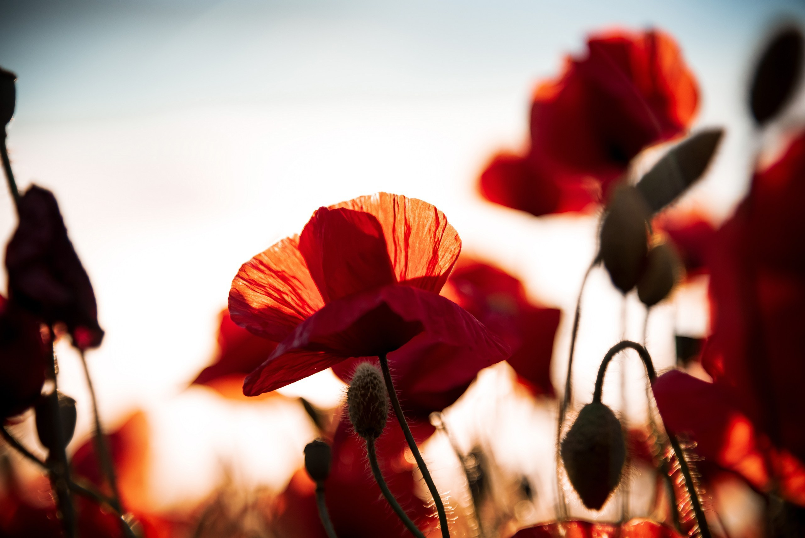 Фотосессия в маках. Свадебный и семейный фотограф в г. Краснодар Екатерина Зверева