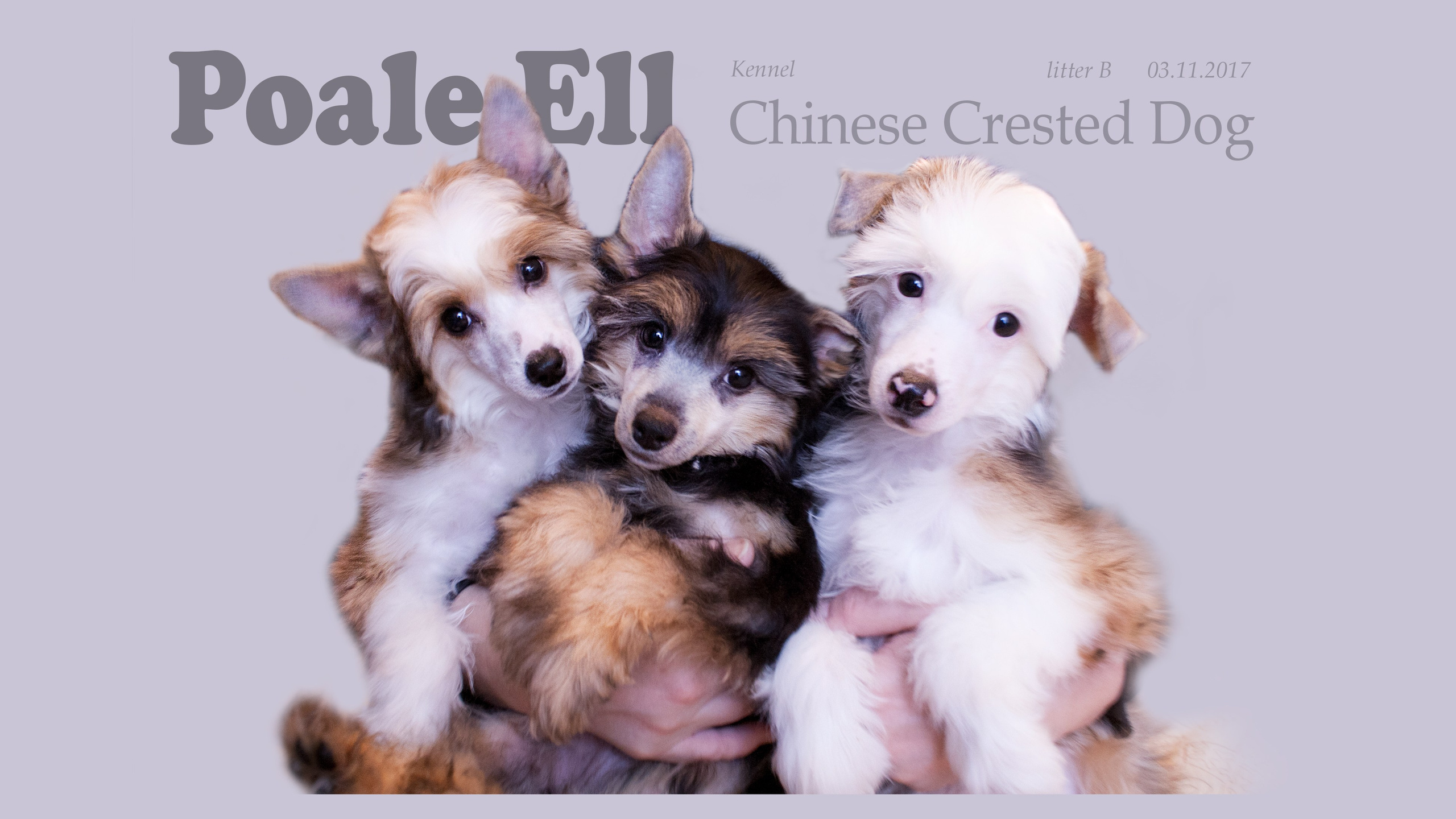 Poale Ell Bell. Chinese Crested Dog Kennel Poale Ell