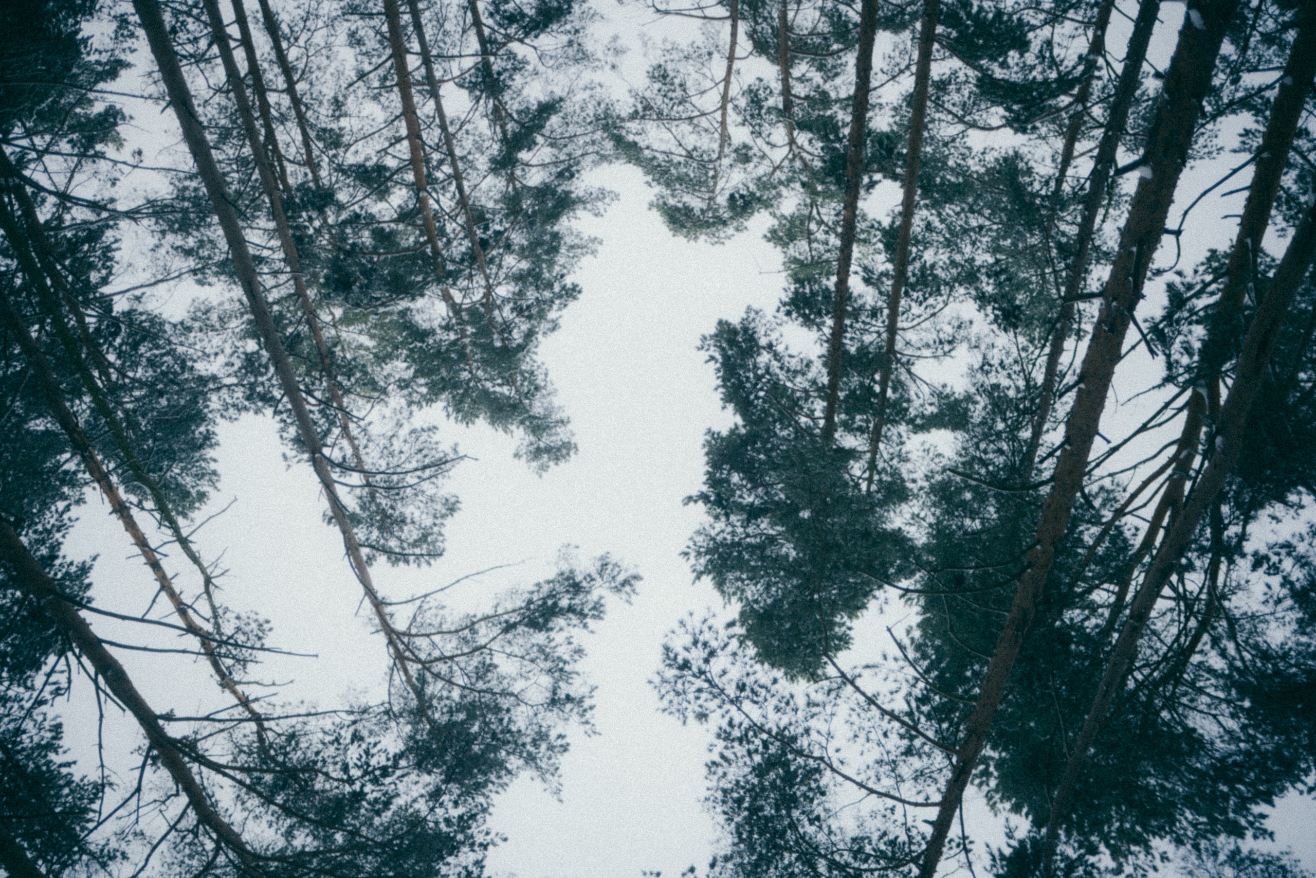 Снежная. Фотограф Москва Селюкова Юлия