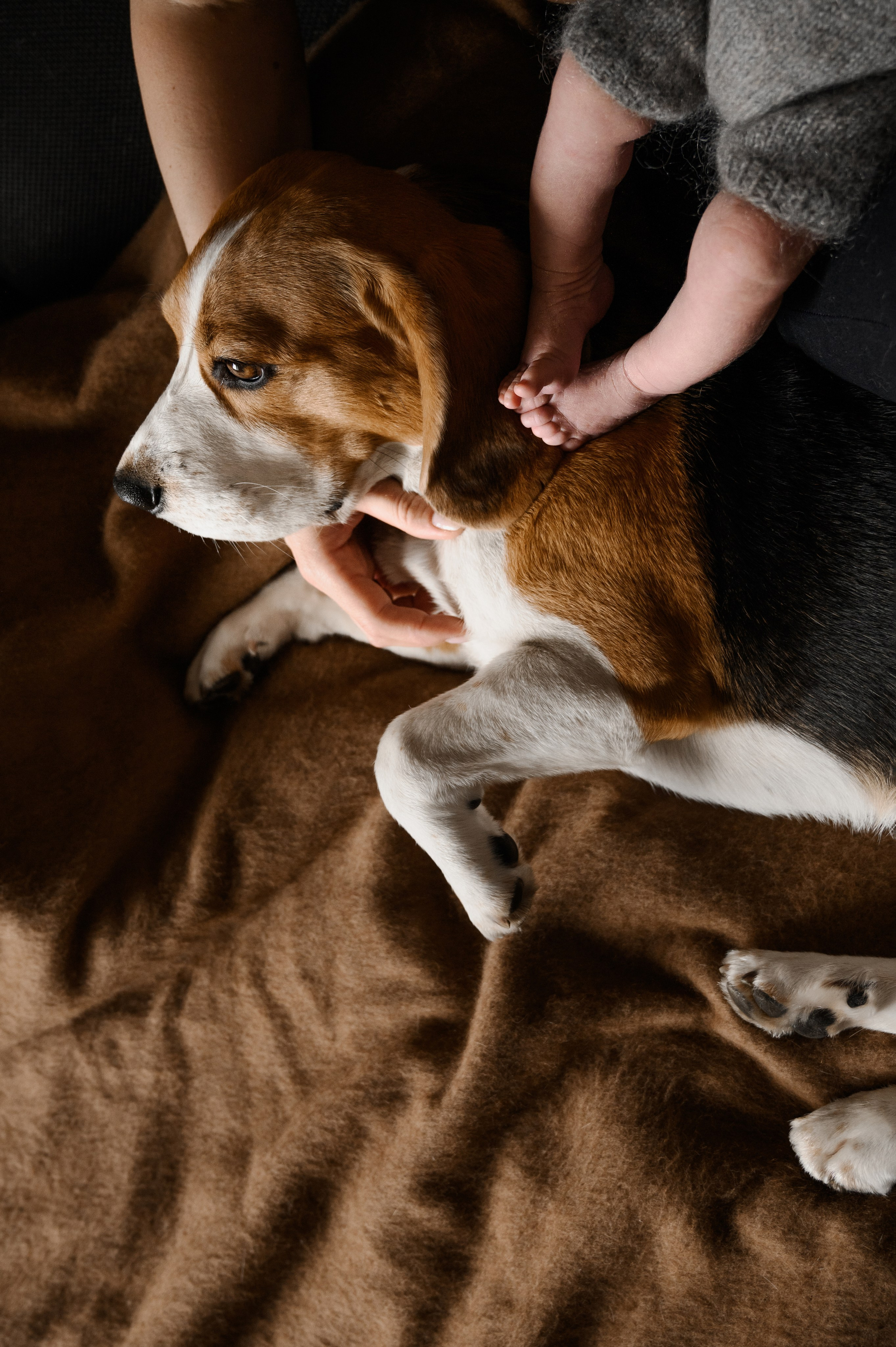 Серия с домашними животными. Фотограф новорожденных малышей в Санкт-Петербурге