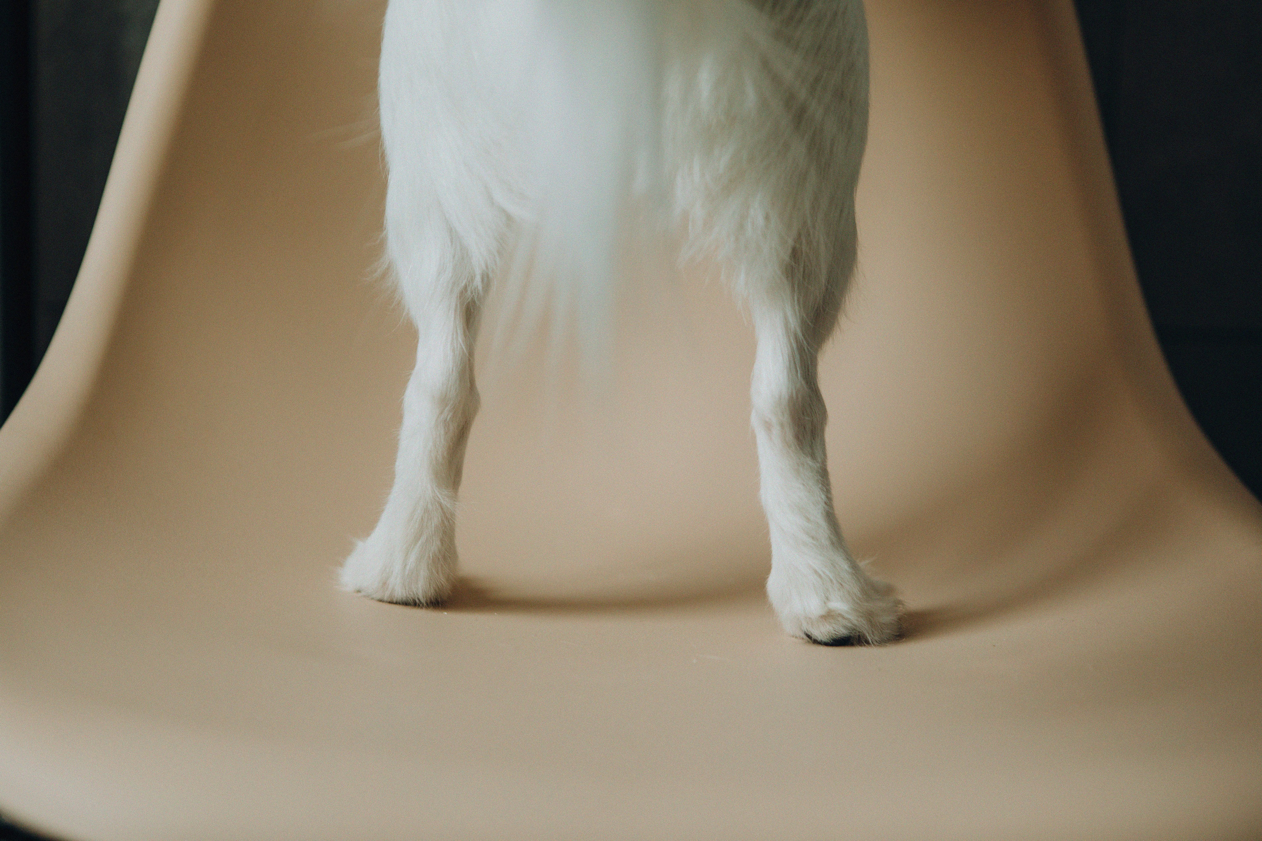 Break fast with a dog. Свадебный и семейный фотограф Арестенко Анастасия
