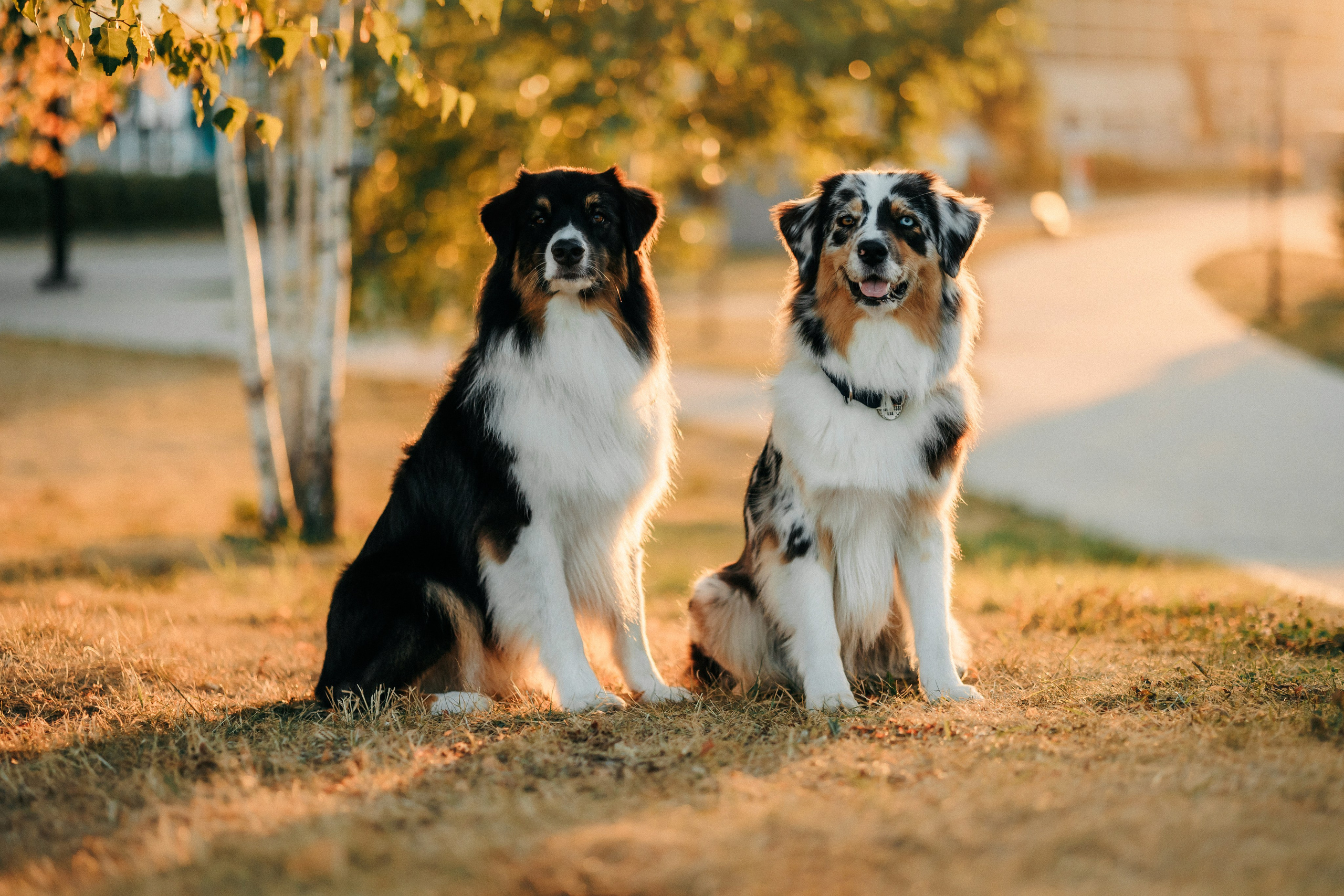Аня, Чарли и Ева. Фотограф-анималист Елена Радченко, Москва