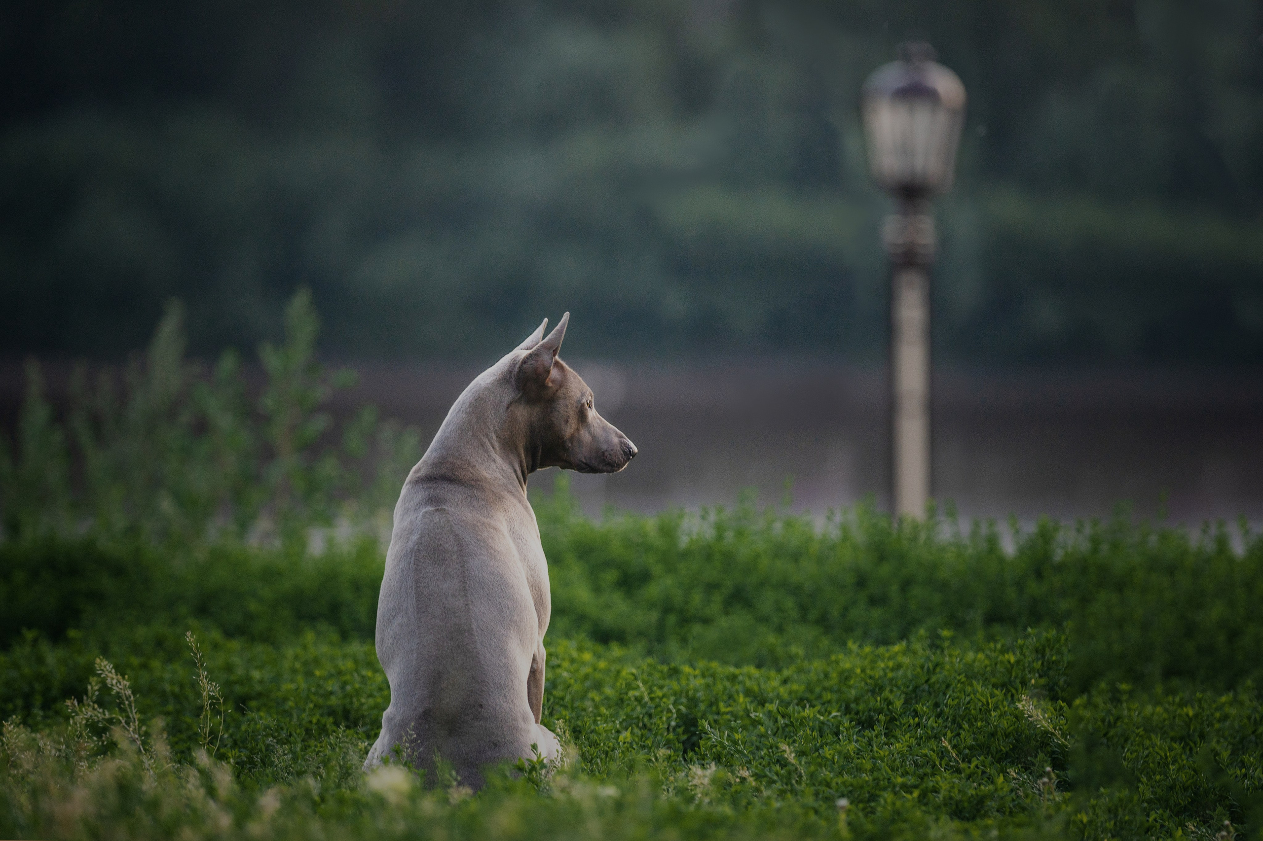 Лин + Вегас. Kameramotor74
