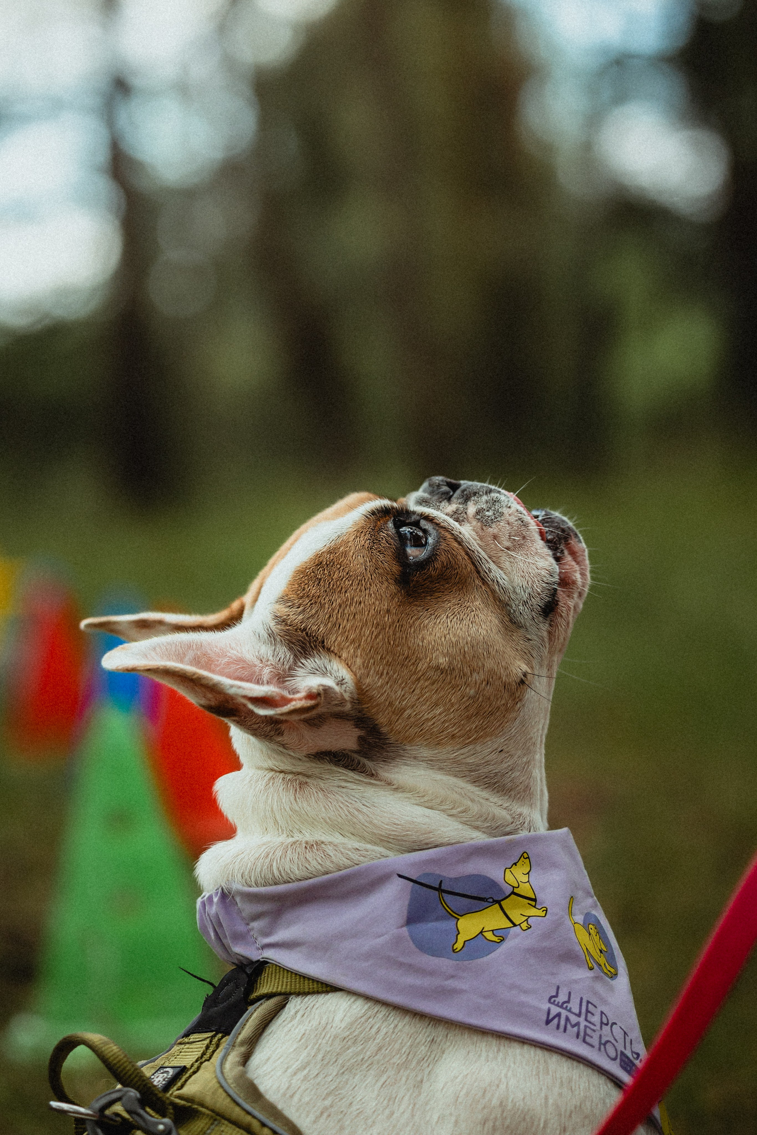 Выездной дог-тренинг от школы «Шерсть имею»