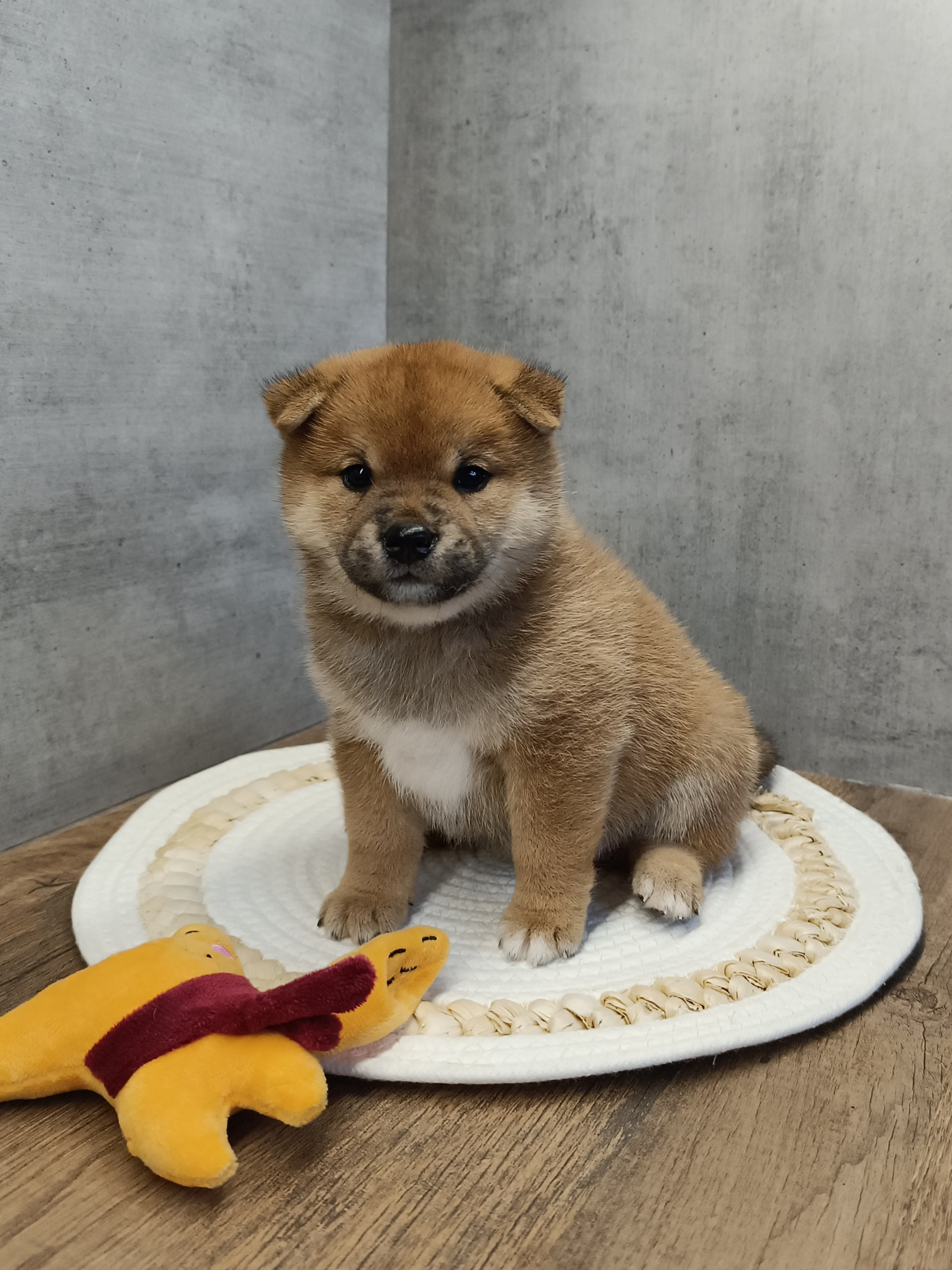 Rubylight Hattie. AMERICAN AKITA RUBYLIGHT KENNEL I SHIBA-INU