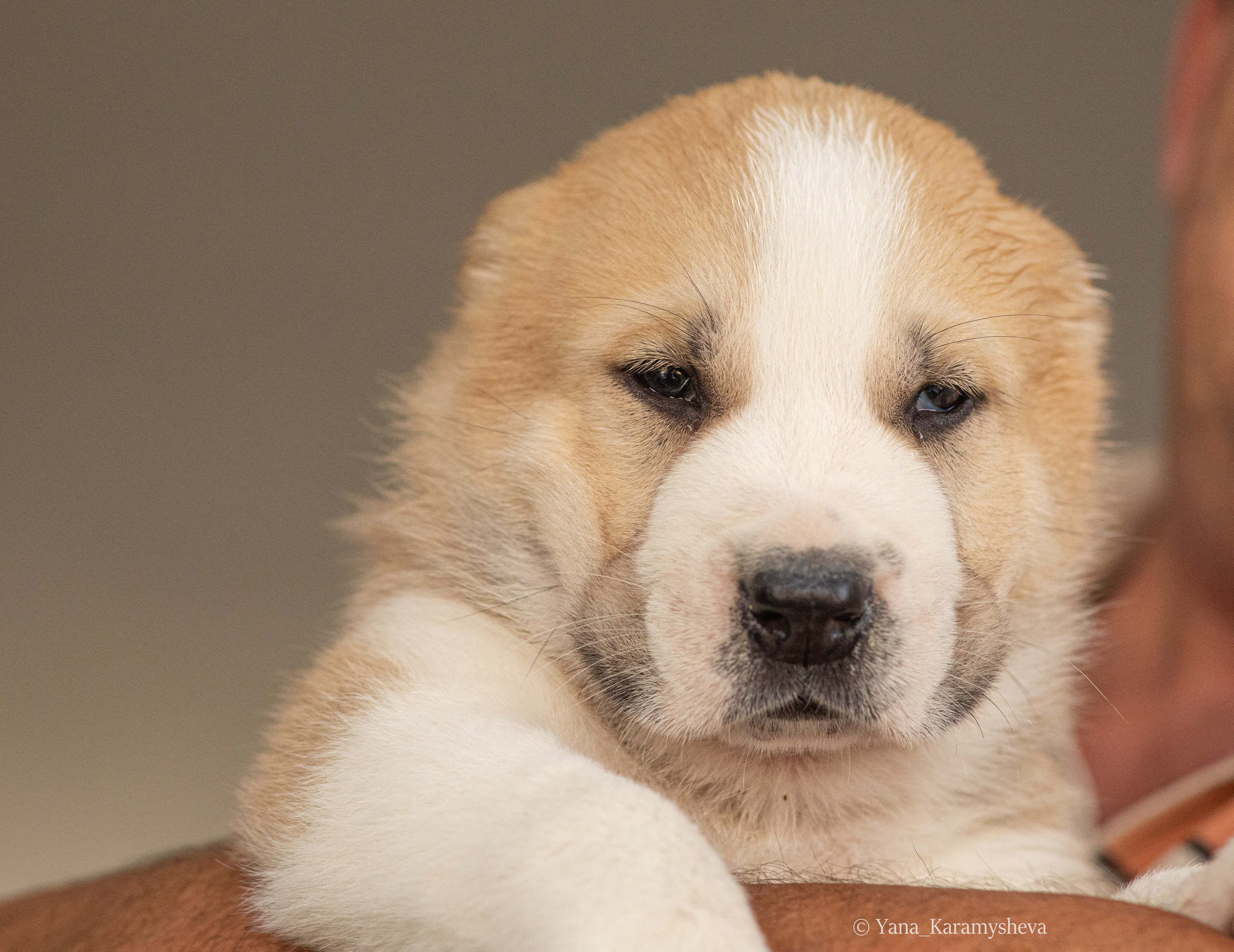 Помёты. Yana Karamysheva Animal Photo