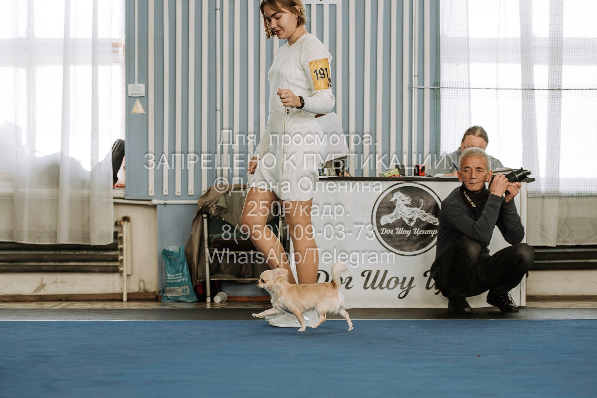 Выставка собак Красноярск 29.10.2023. Фотограф Диана Оленина Красноярск / Братск