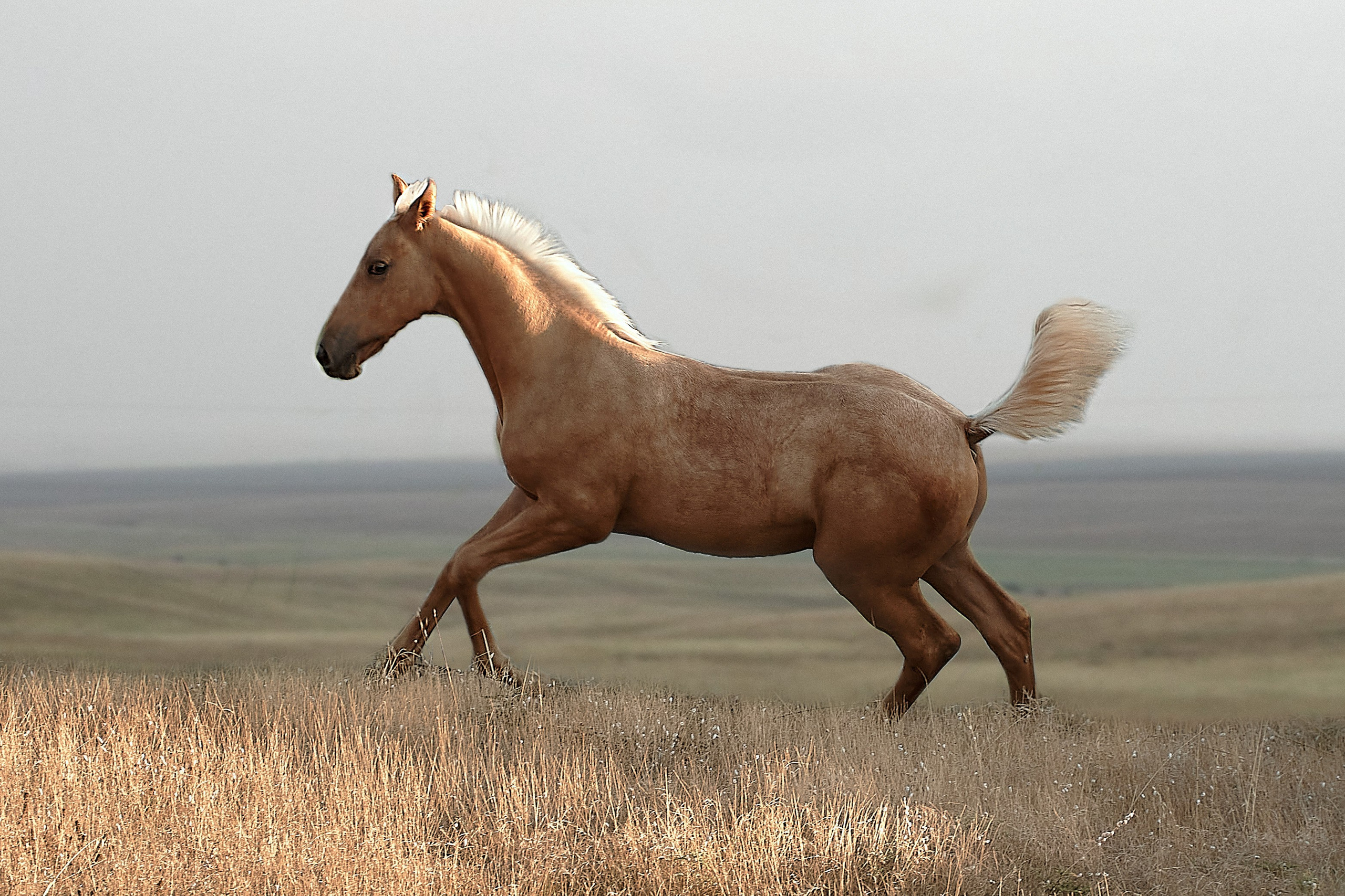 Чако-Эль. Фотограф в Севастополе