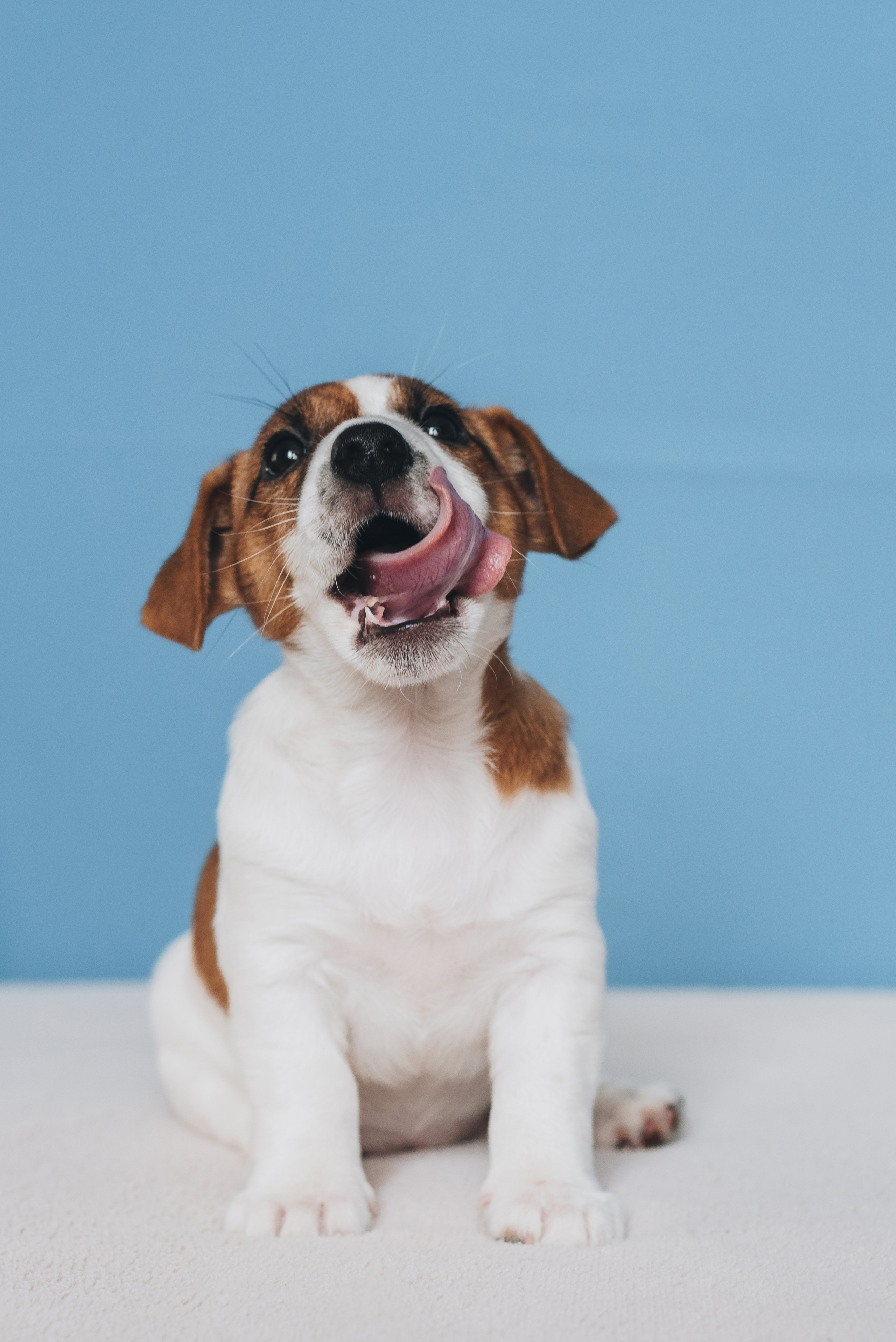Jack Russell Terrier. Natalia Finch Photography — Family, Kids & Pet Photographer in Chicago, IL