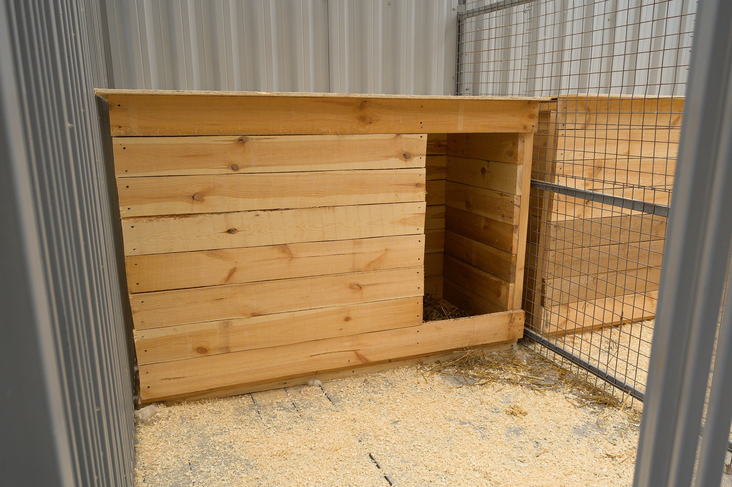 Открытие приюта для собак породы Хаски «Хаски дом»