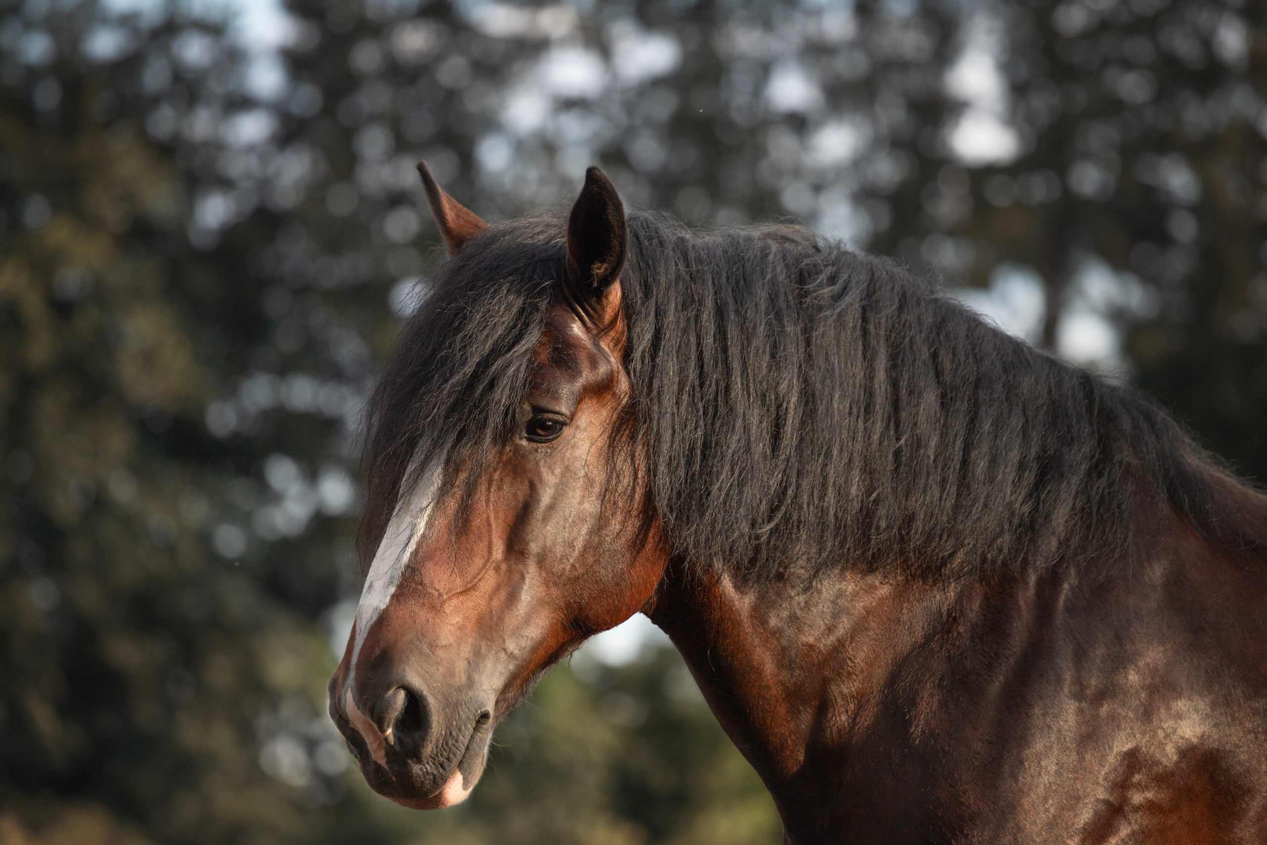 Фотосъёмка лошадей. Семейный и анималист фотограф в Переславле Анастасия Гусева