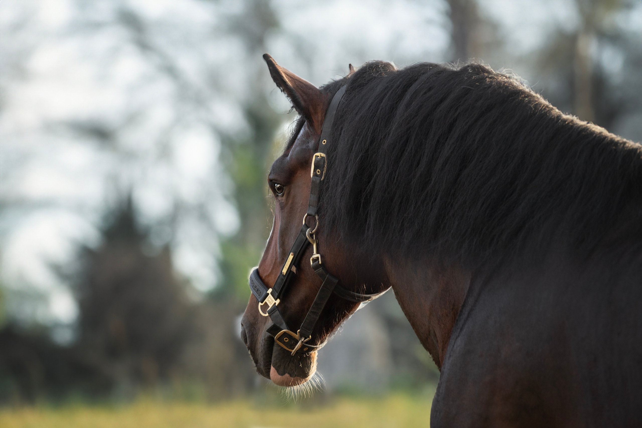 Фотосъёмка лошадей. Семейный и анималист фотограф в Переславле Анастасия Гусева