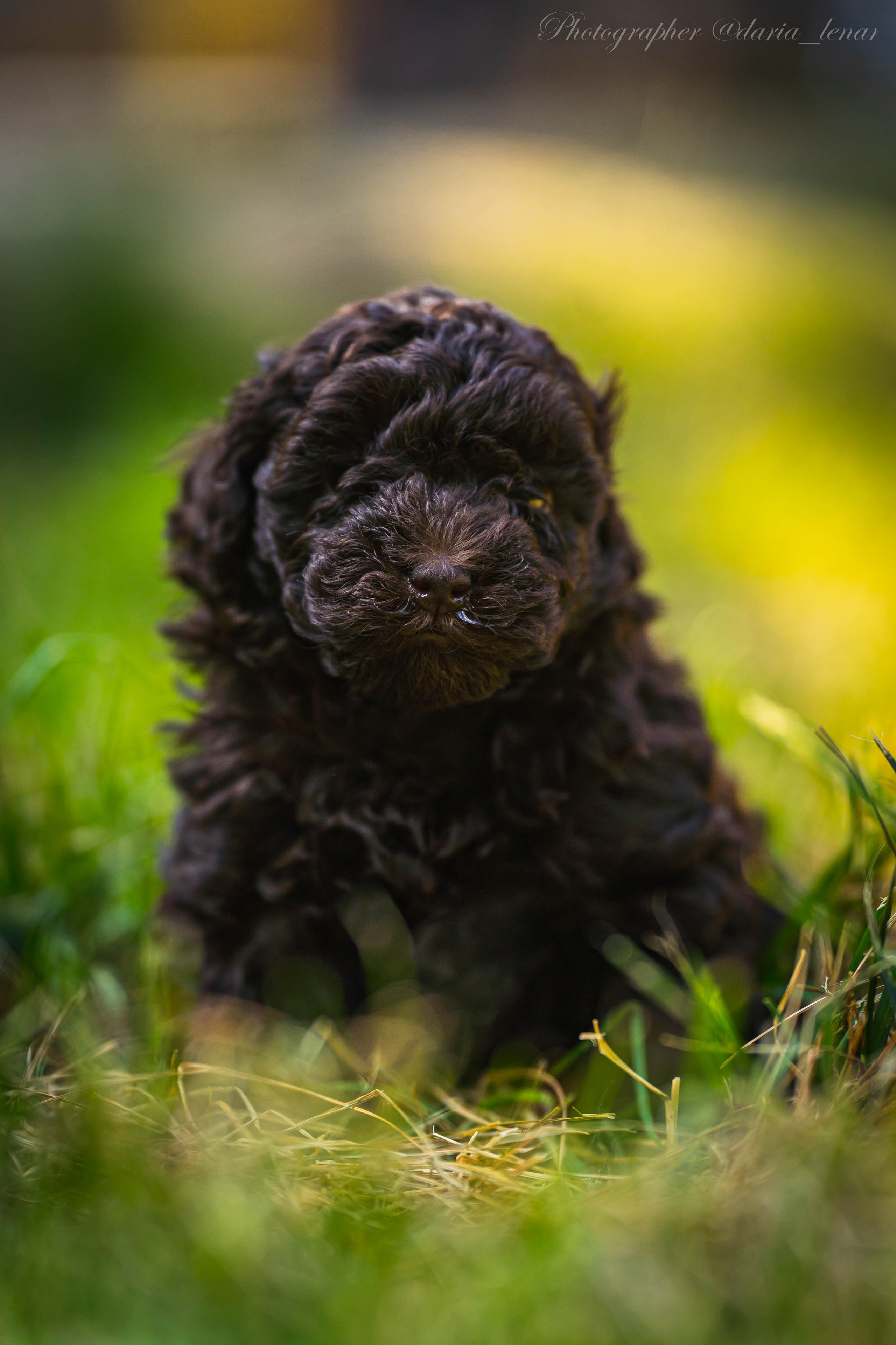 Питомник мини-пуделей. Фотограф в Москве Ленарская Дарья