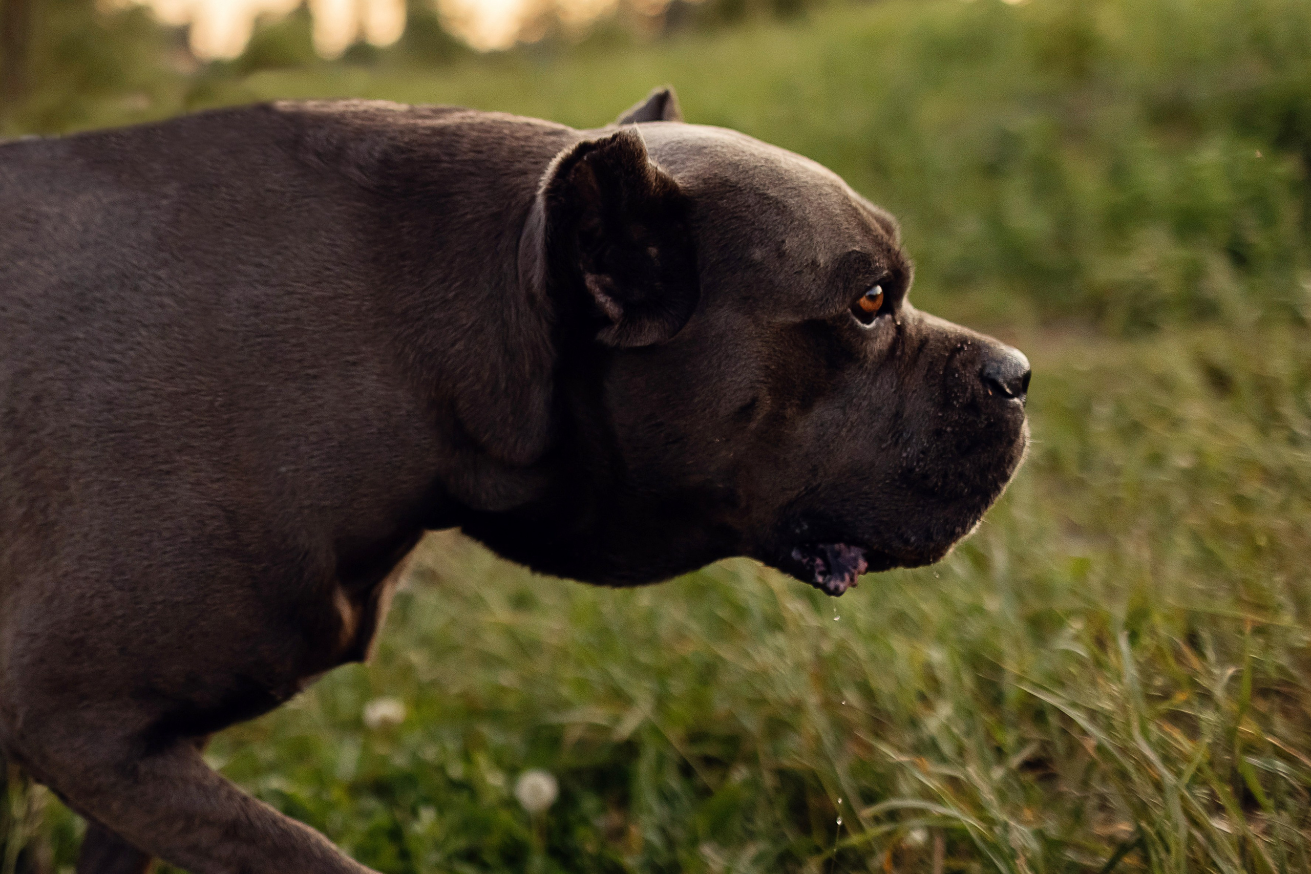 Собака Баскервилей. Детский и семейный фотограф в Москве Анна Ипатьева