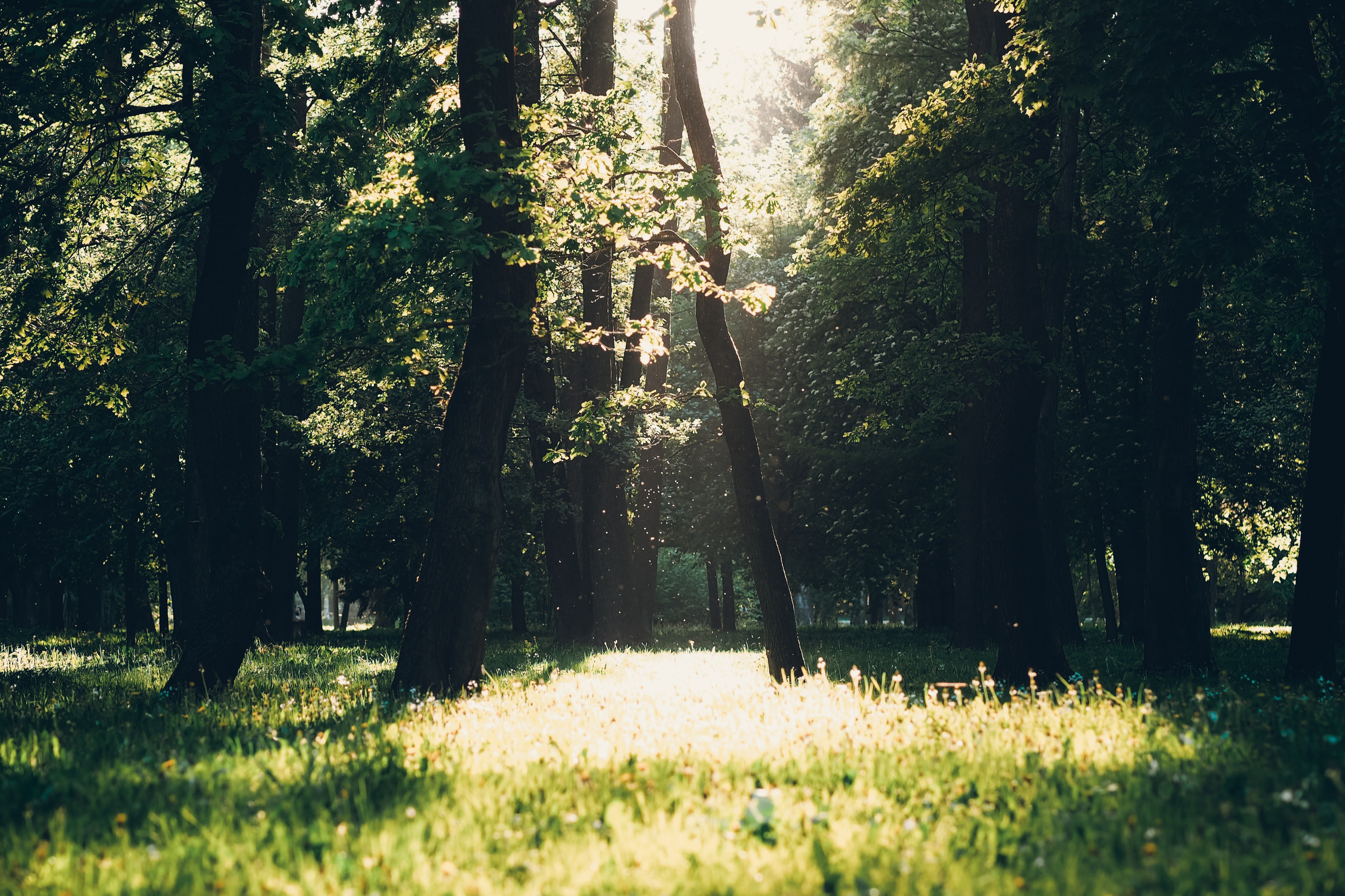 Крестовский остров. Свадебный фотограф Копков Геннадий
