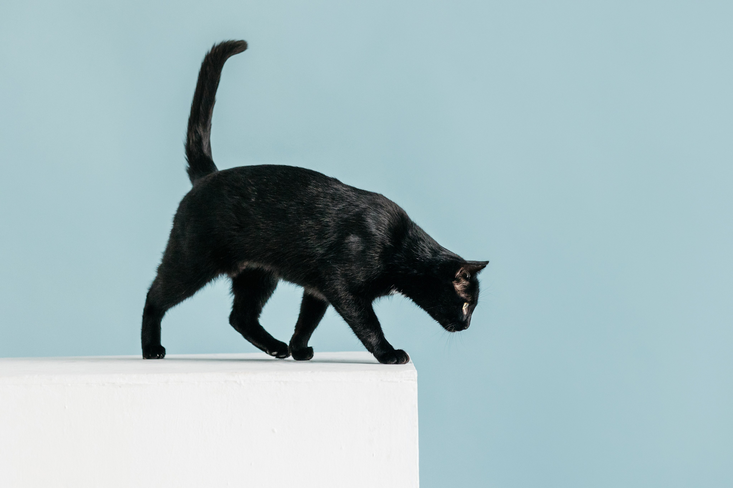 Кузя. Фотограф-анималист Елена Радченко, Москва