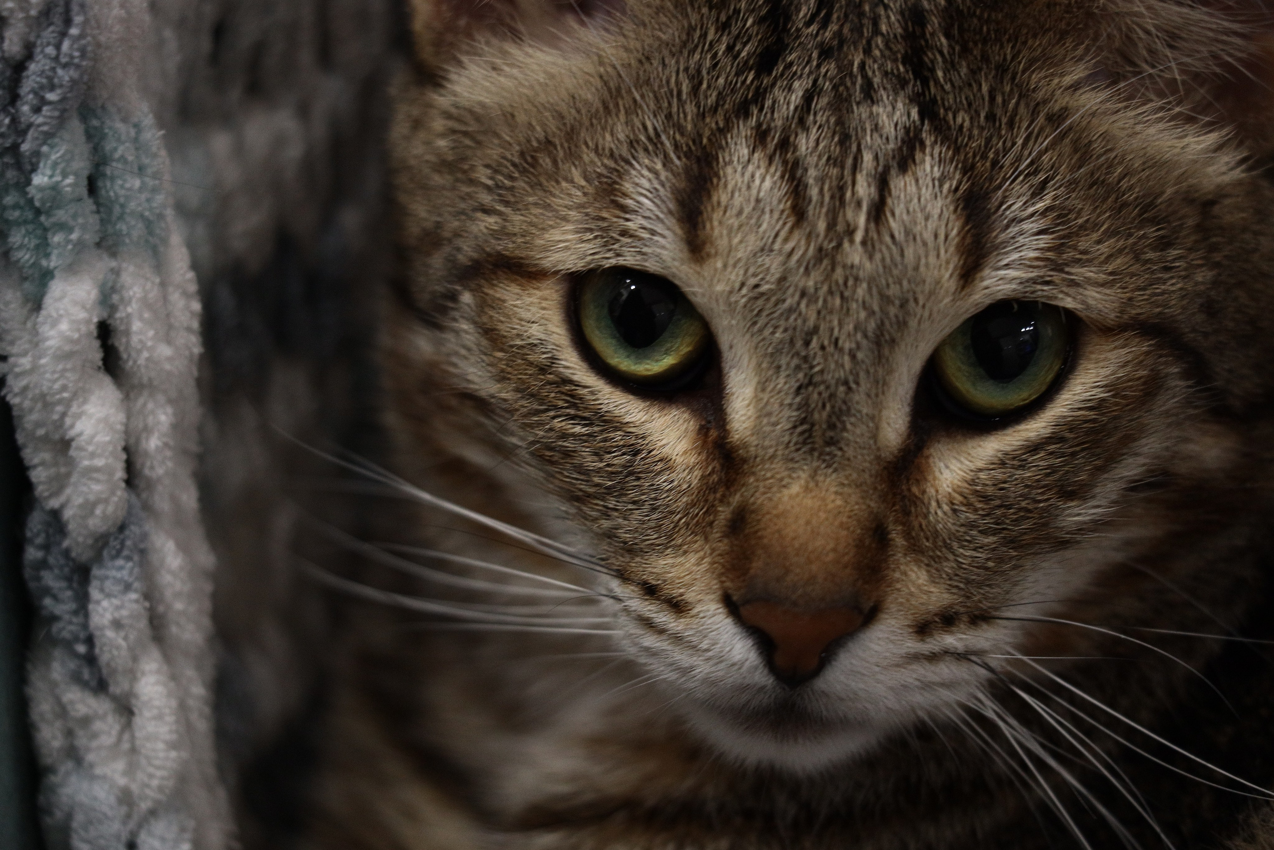 Фауна. Фотограф художник модель Юра Козлов Москва