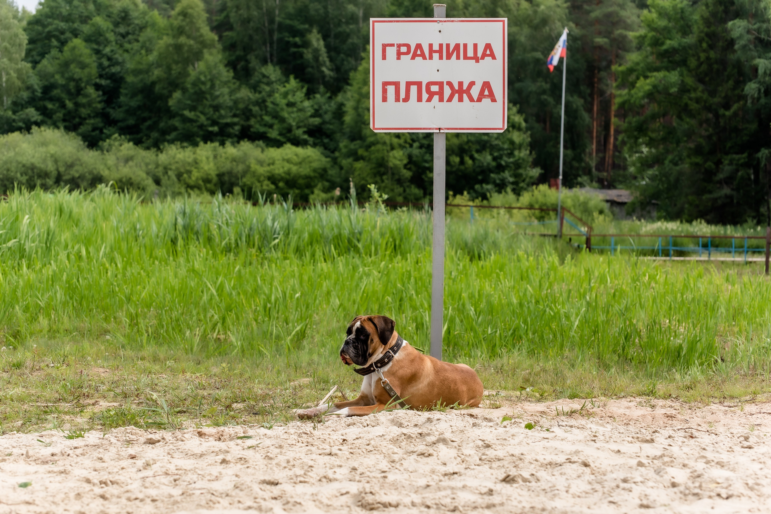 Хвостатые каникулы Детский кинологический лагерь. Фотограф Макс Огурцов в Нижнем Новгороде