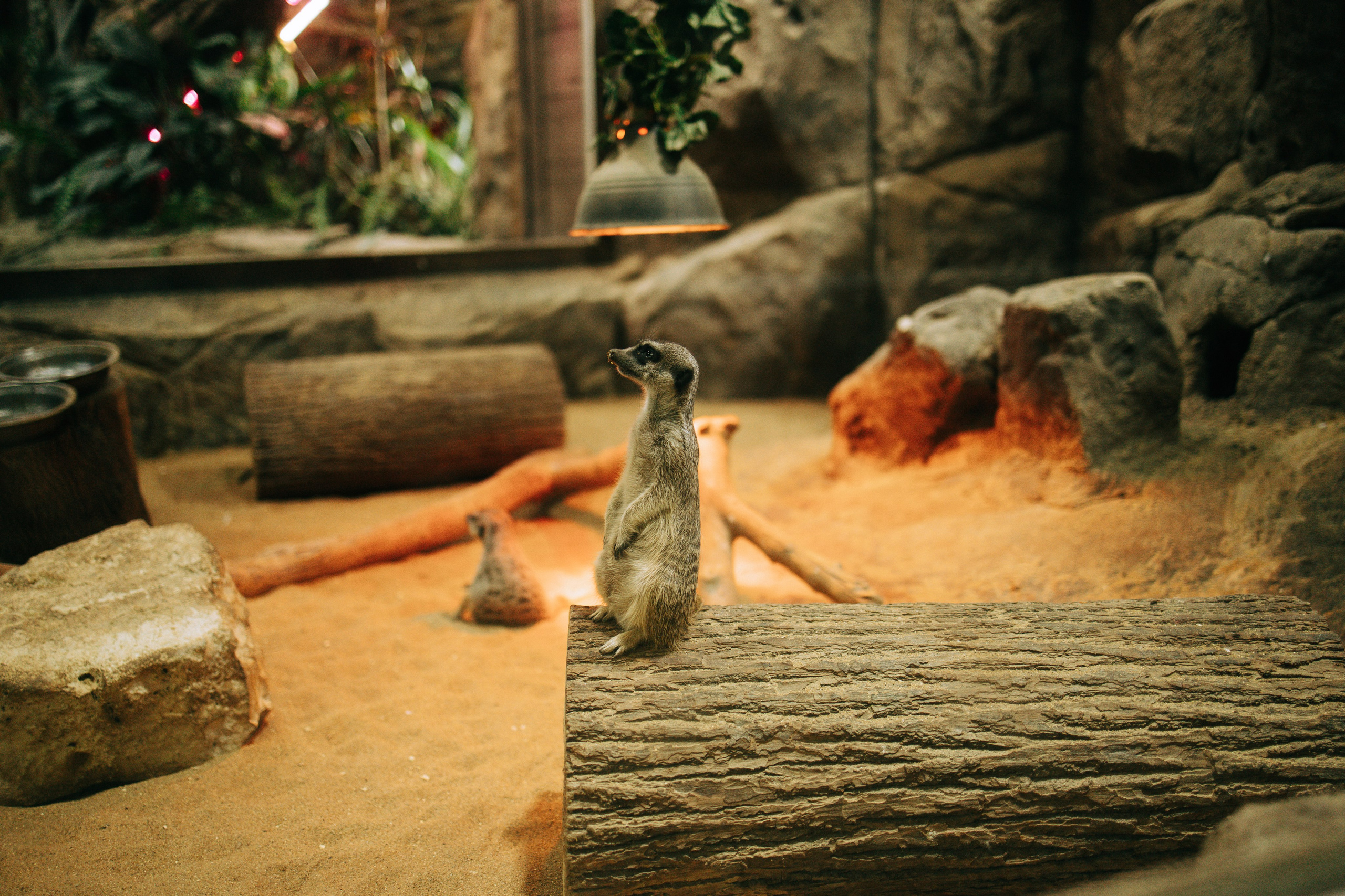 Осень, парк, экзотариум. Свадебный и семейный фотограф в Туле и области Маша Костина