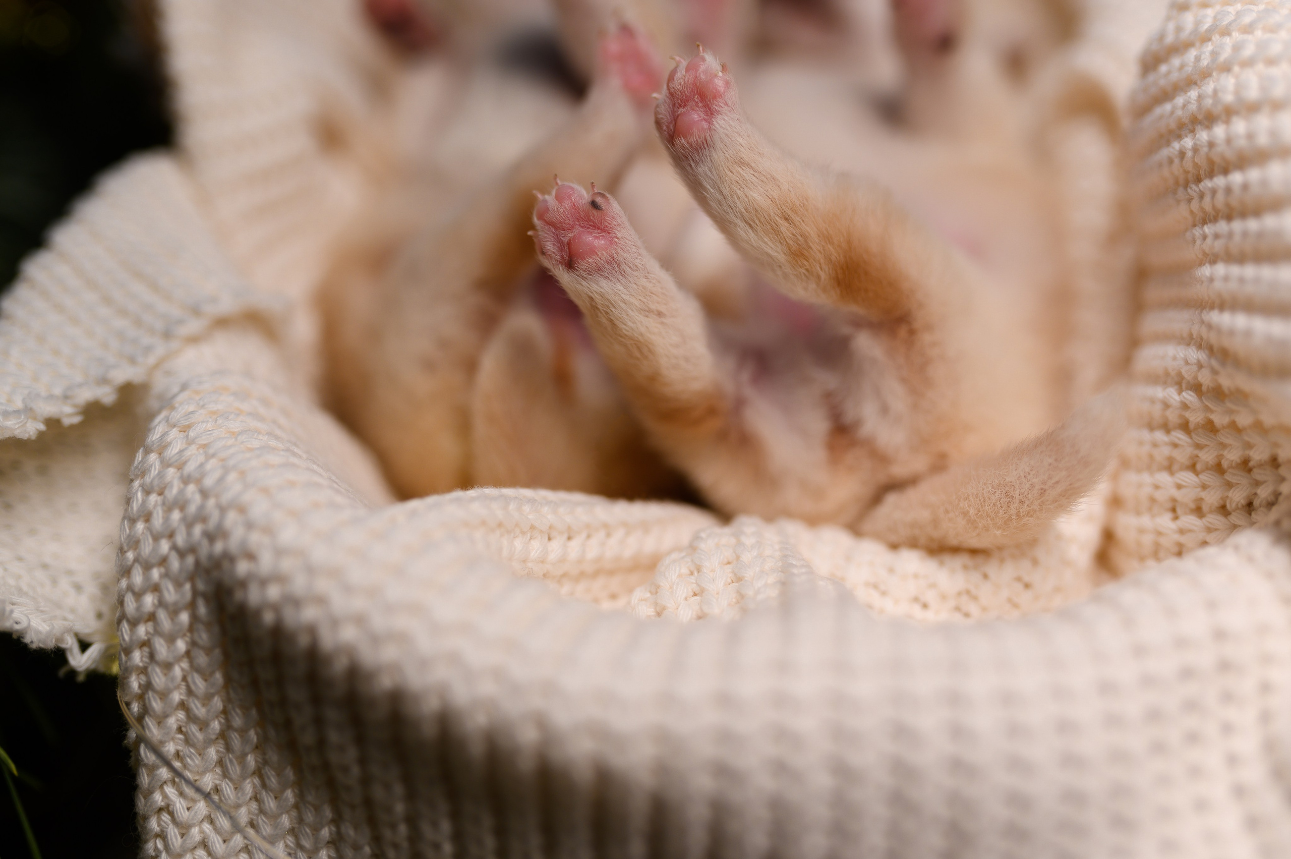 Мамесиба. Фотограф анималист в Москве Ольга Агушева