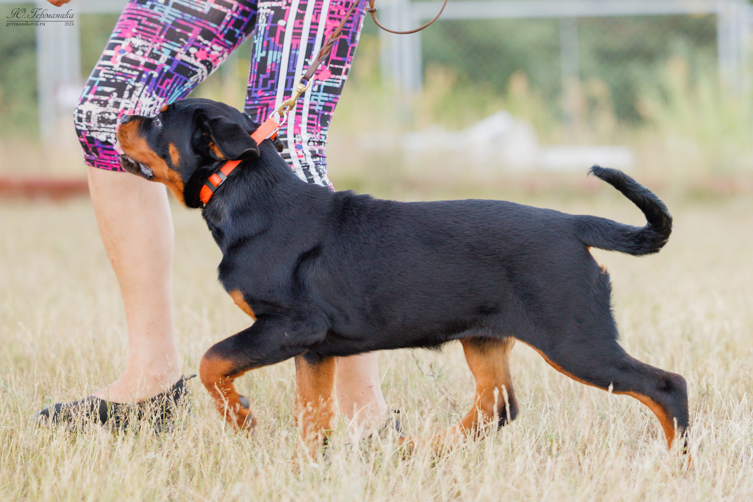 ПК и КЧК ротвейлеры Тверь 6-7.07.2024. Фотограф-анималист Юлия Германика