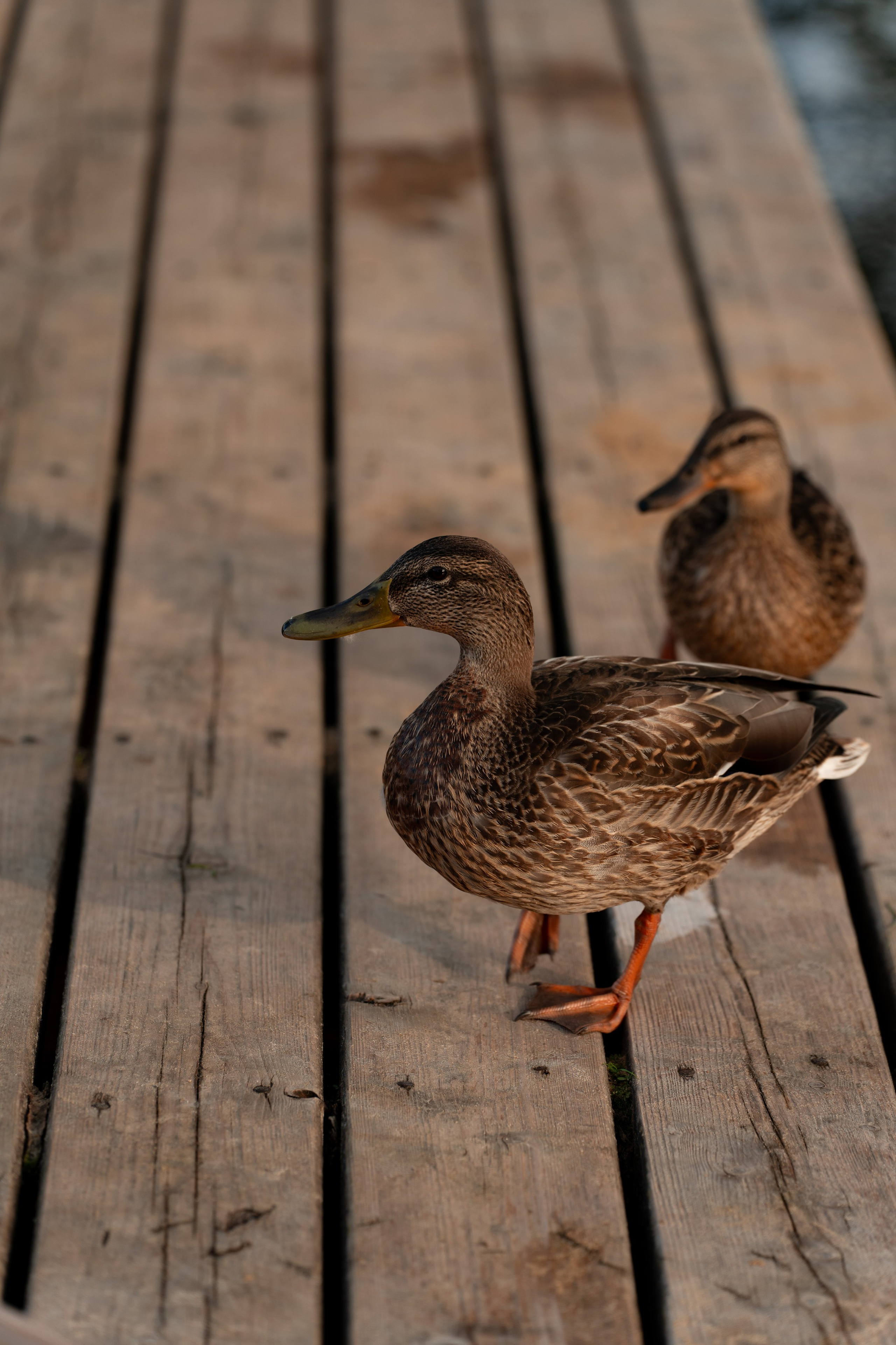 Дарья и Даниил. Фотограф в городе Владимир