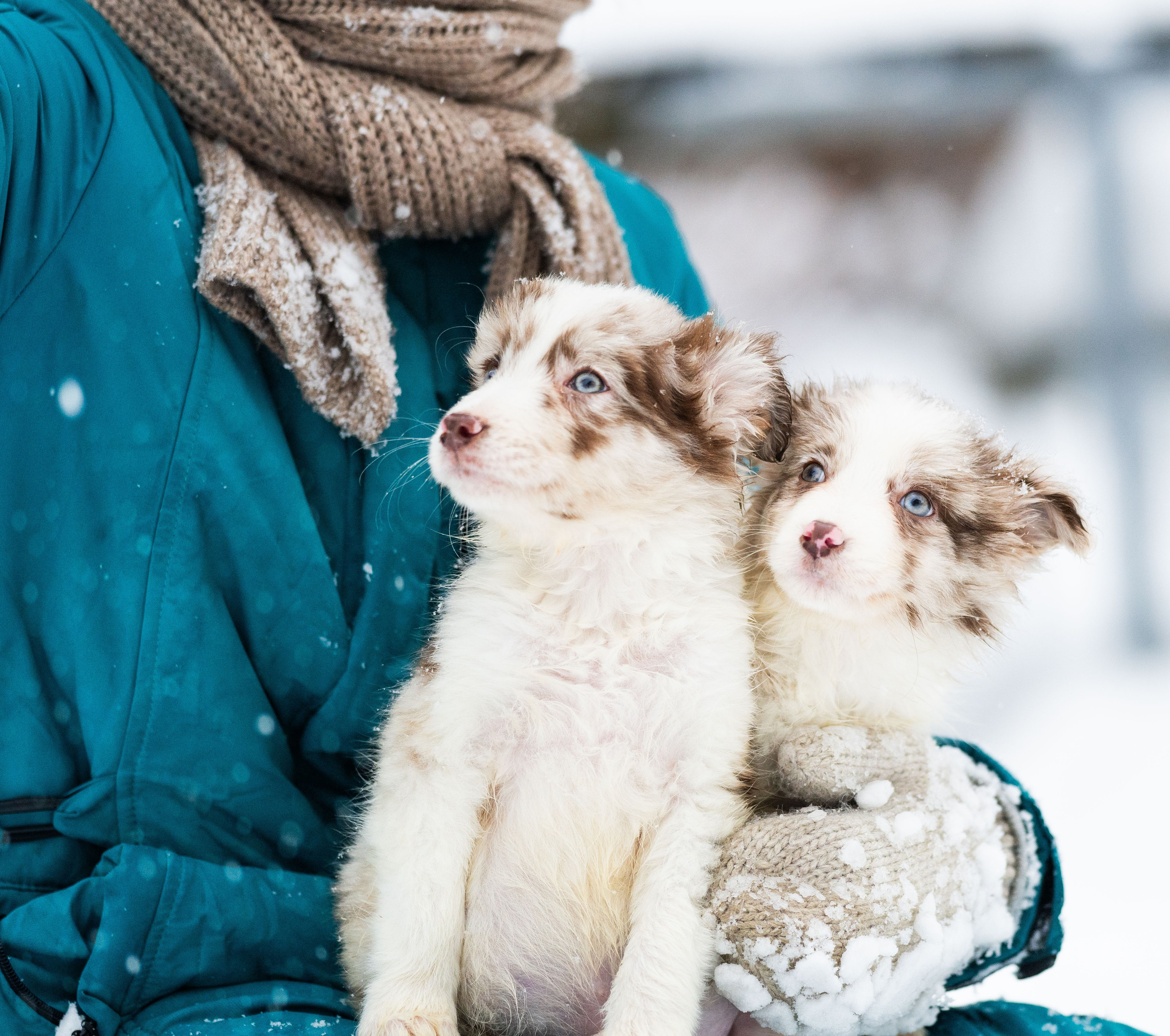 Фритсвит. Семейный фотограф Ефремова Виктория