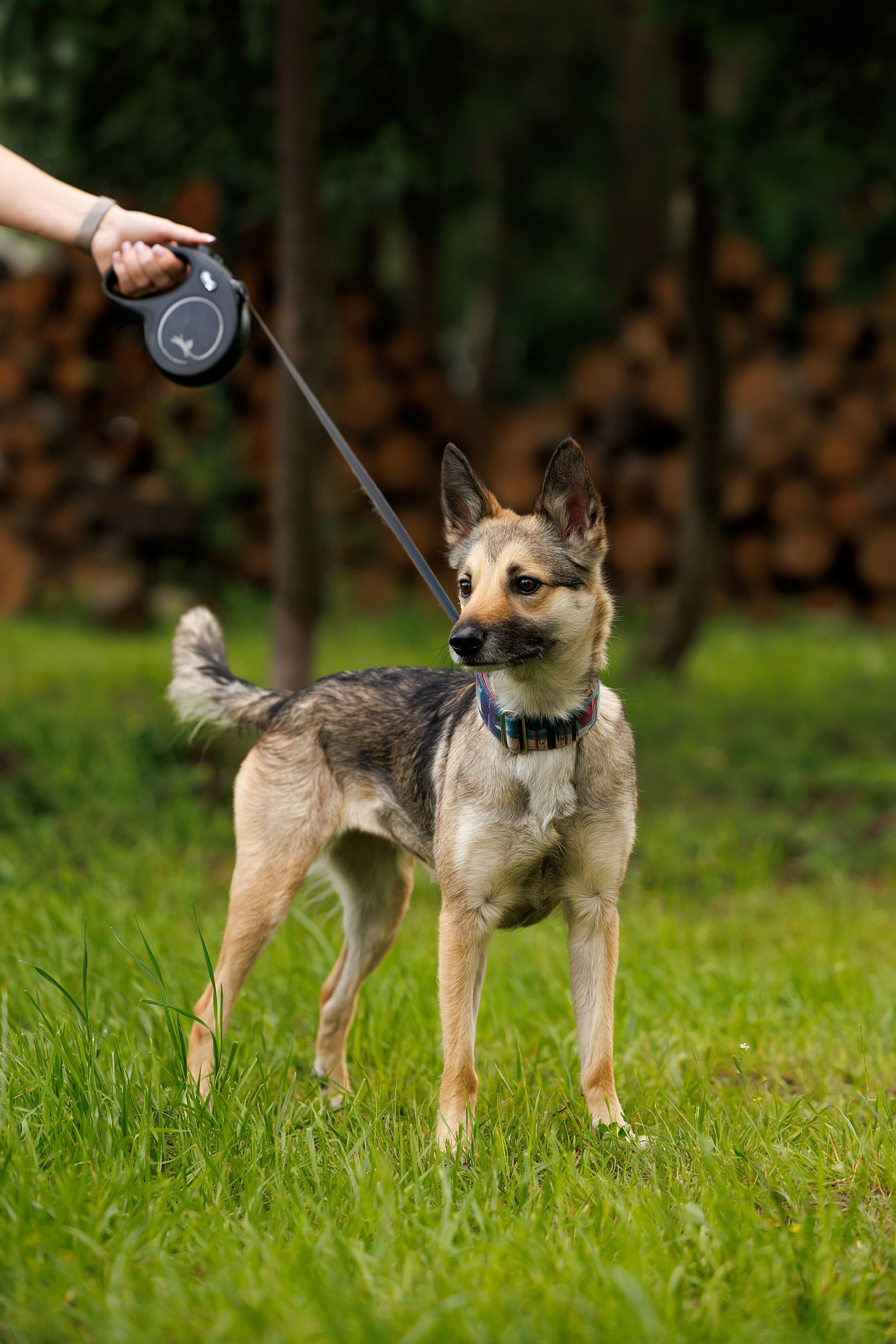 Портфолио: Фотосъёмка собак в Москве и области — авторские образы. Фотограф-анималист и бренд-фотограф в Москве | Фотография собак, людей, бизнес-портрет